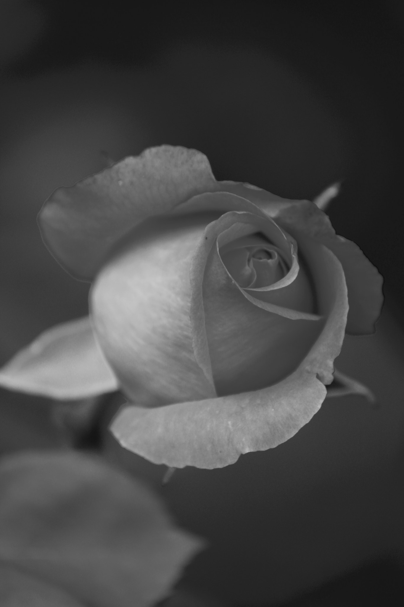 Canon EF-S 55-250mm F4-5.6 IS II sample photo
