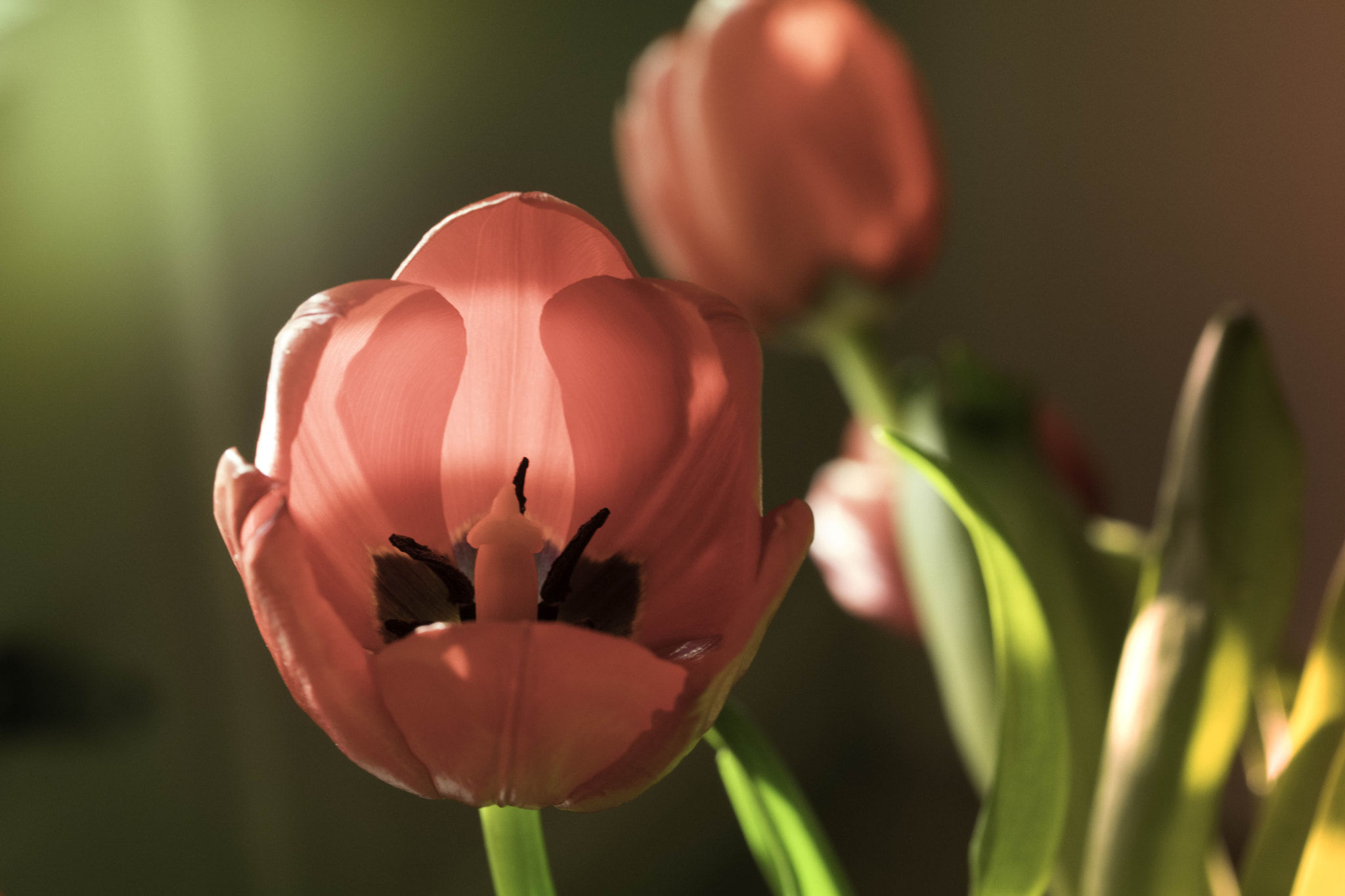 Canon EF-S 60mm F2.8 Macro USM sample photo. Specular tulip photography