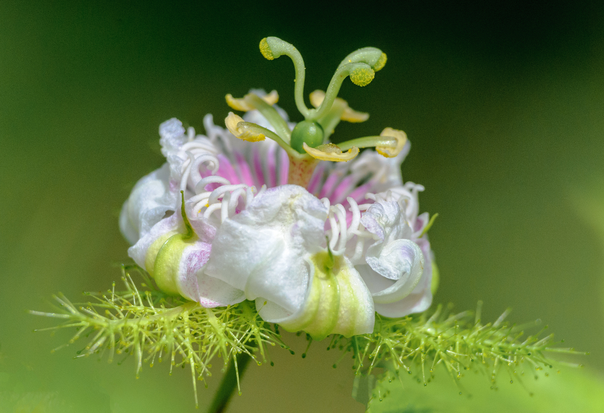 Nikon D40X sample photo. Crown photography