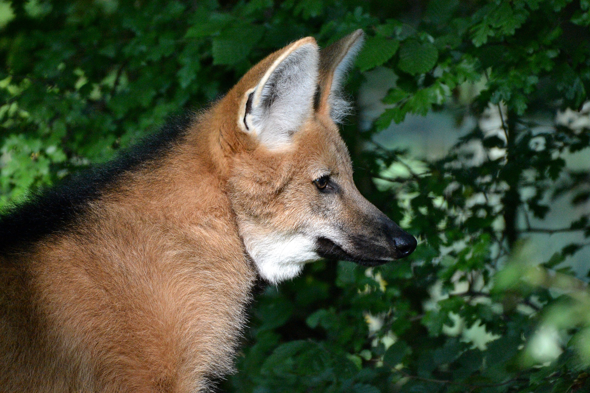 Nikon D3100 + Sigma 50-500mm F4.5-6.3 DG OS HSM sample photo. Mähnenwolf chysocyon brachyurus photography