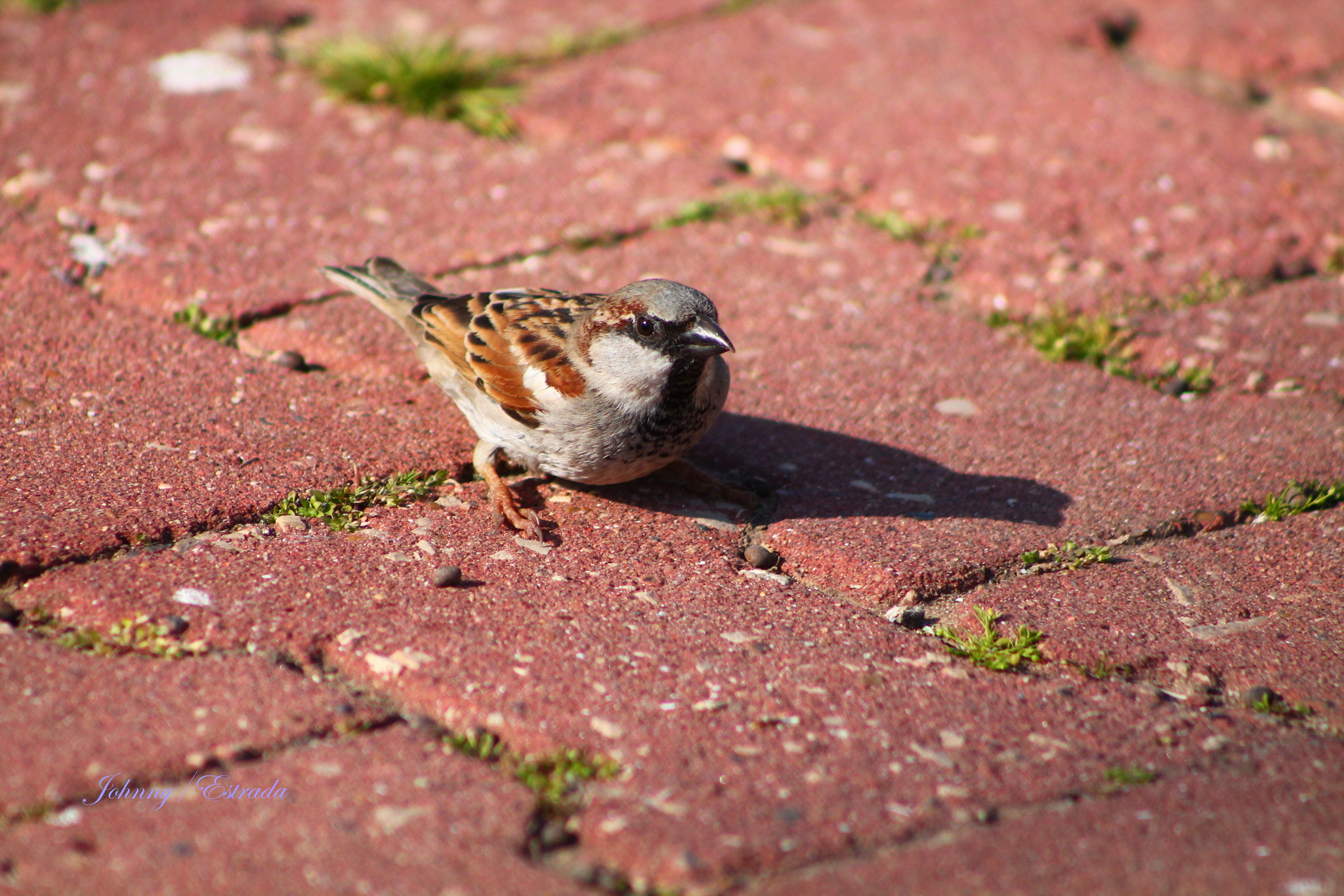 /4-5.6 sample photo. Sparrow photography