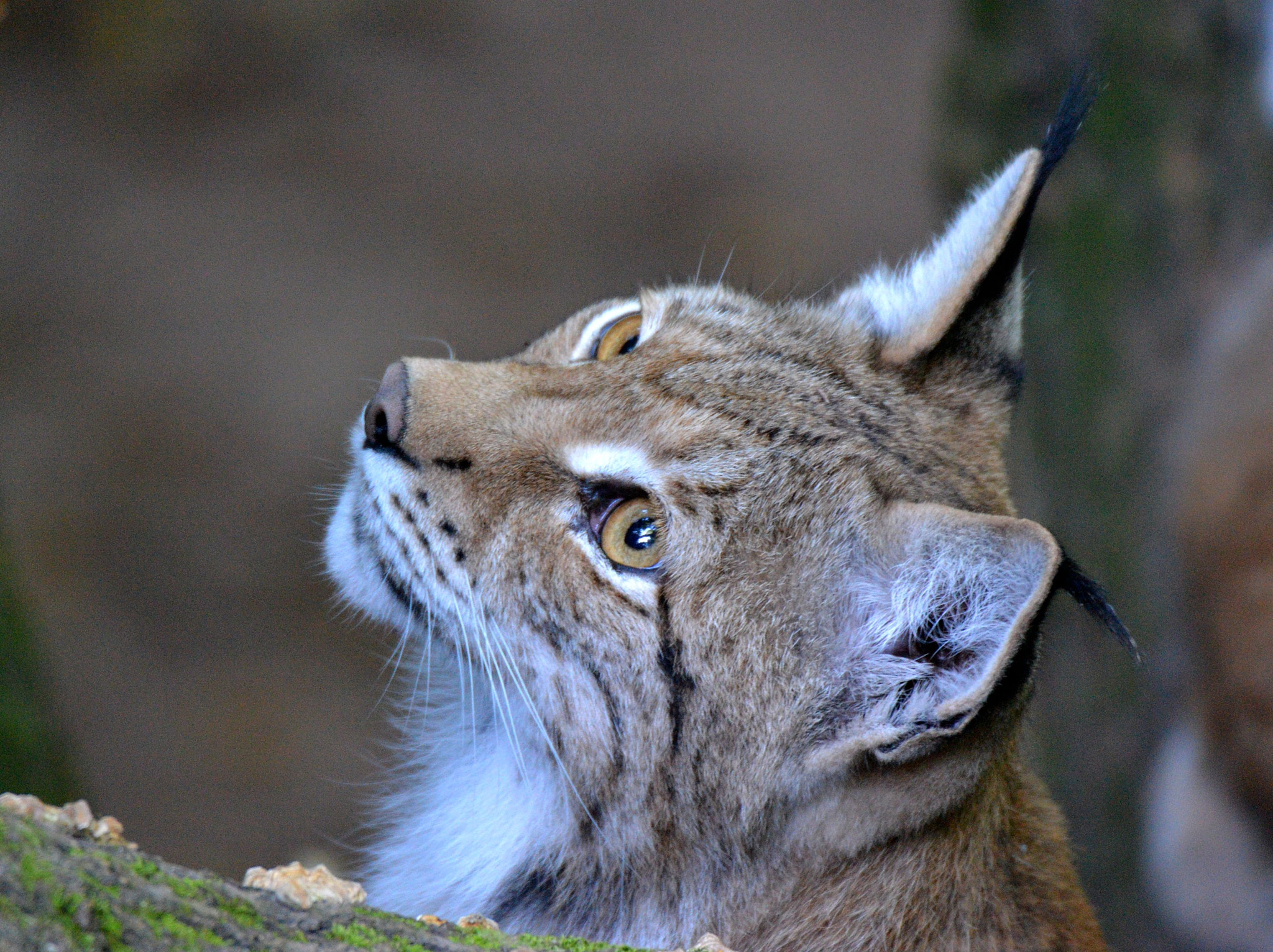 Nikon D3100 + Sigma 50-500mm F4.5-6.3 DG OS HSM sample photo. Luchs photography