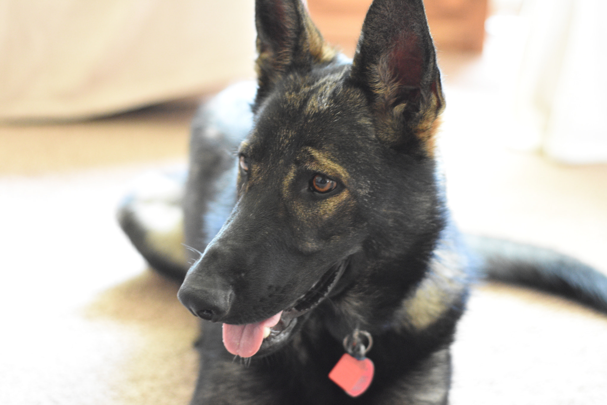 AF Nikkor 50mm f/1.8 sample photo. Dutch shepherd photography