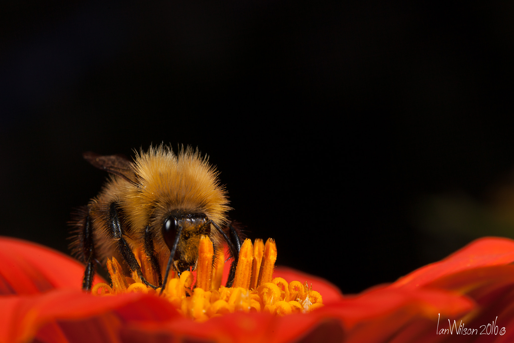 Sigma 105mm F2.8 EX DG OS HSM sample photo. Pollen hunter taking a rest photography