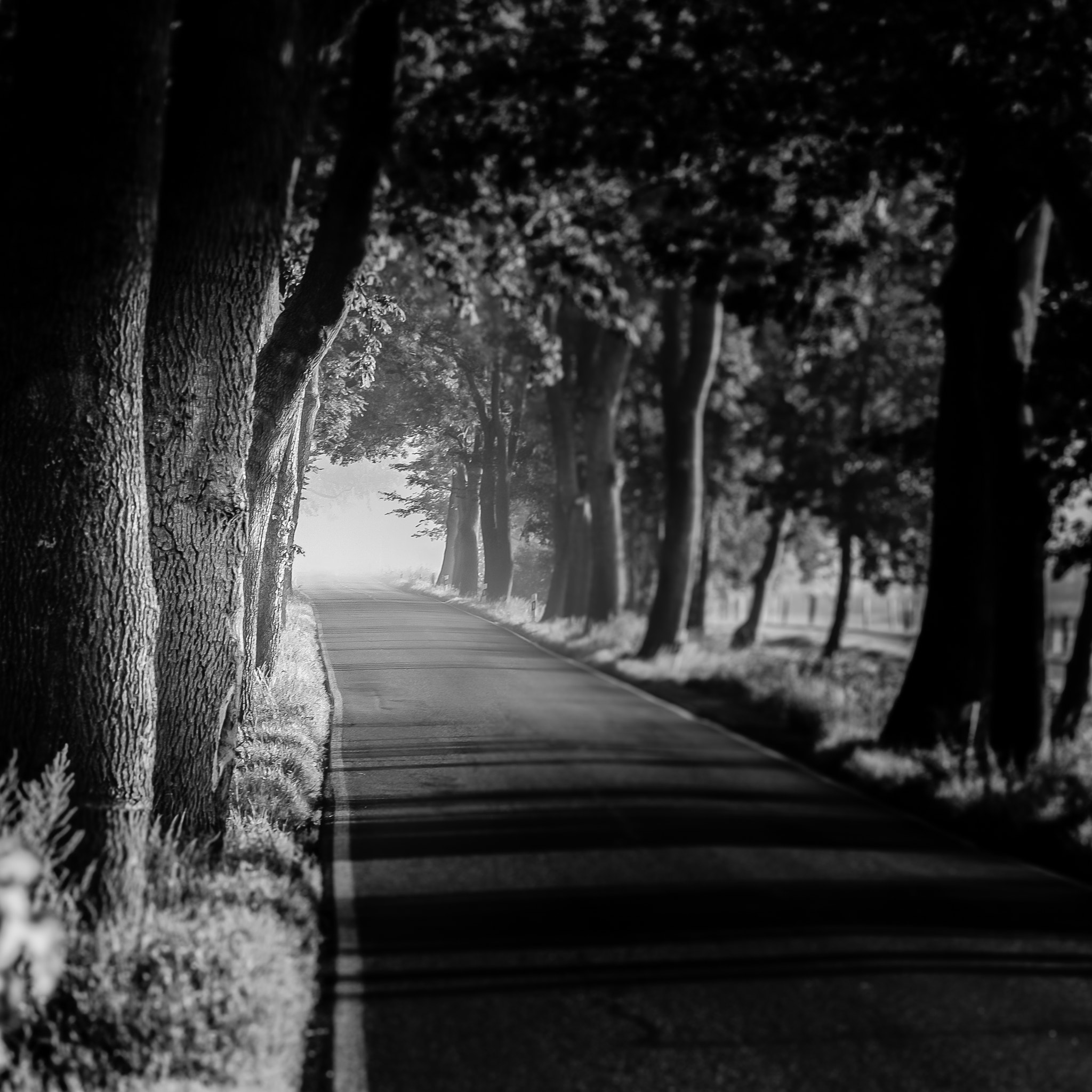 Fujifilm X-Pro1 + Fujifilm XF 90mm F2 R LM WR sample photo. Road to nowhere photography