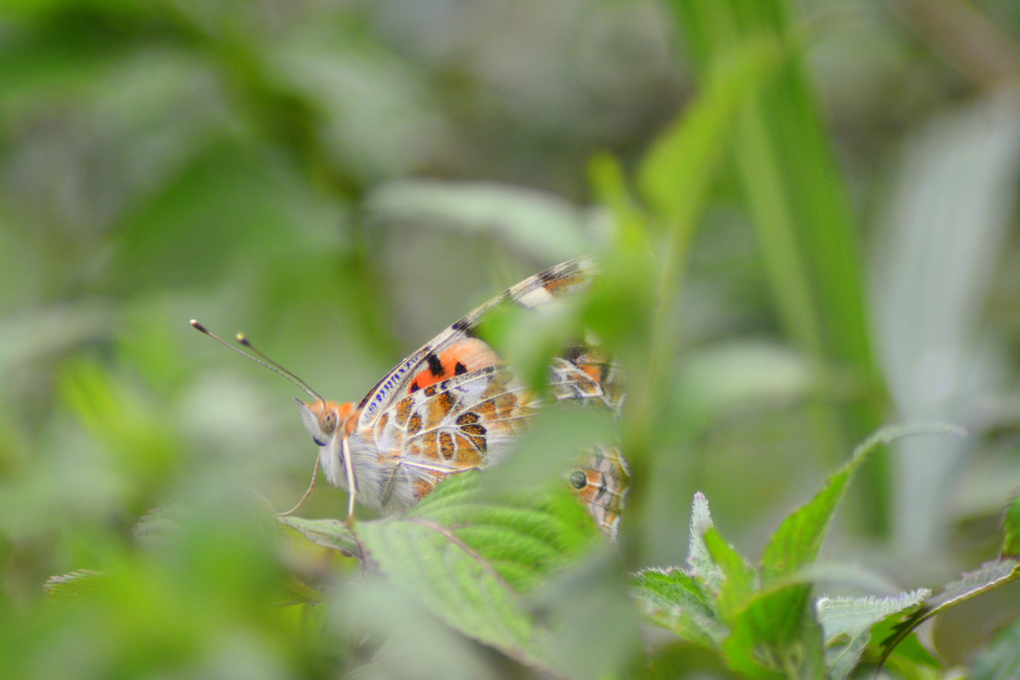 Nikon AF Nikkor 70-300mm F4-5.6G sample photo. "white and orange beauty" - butterfly photography