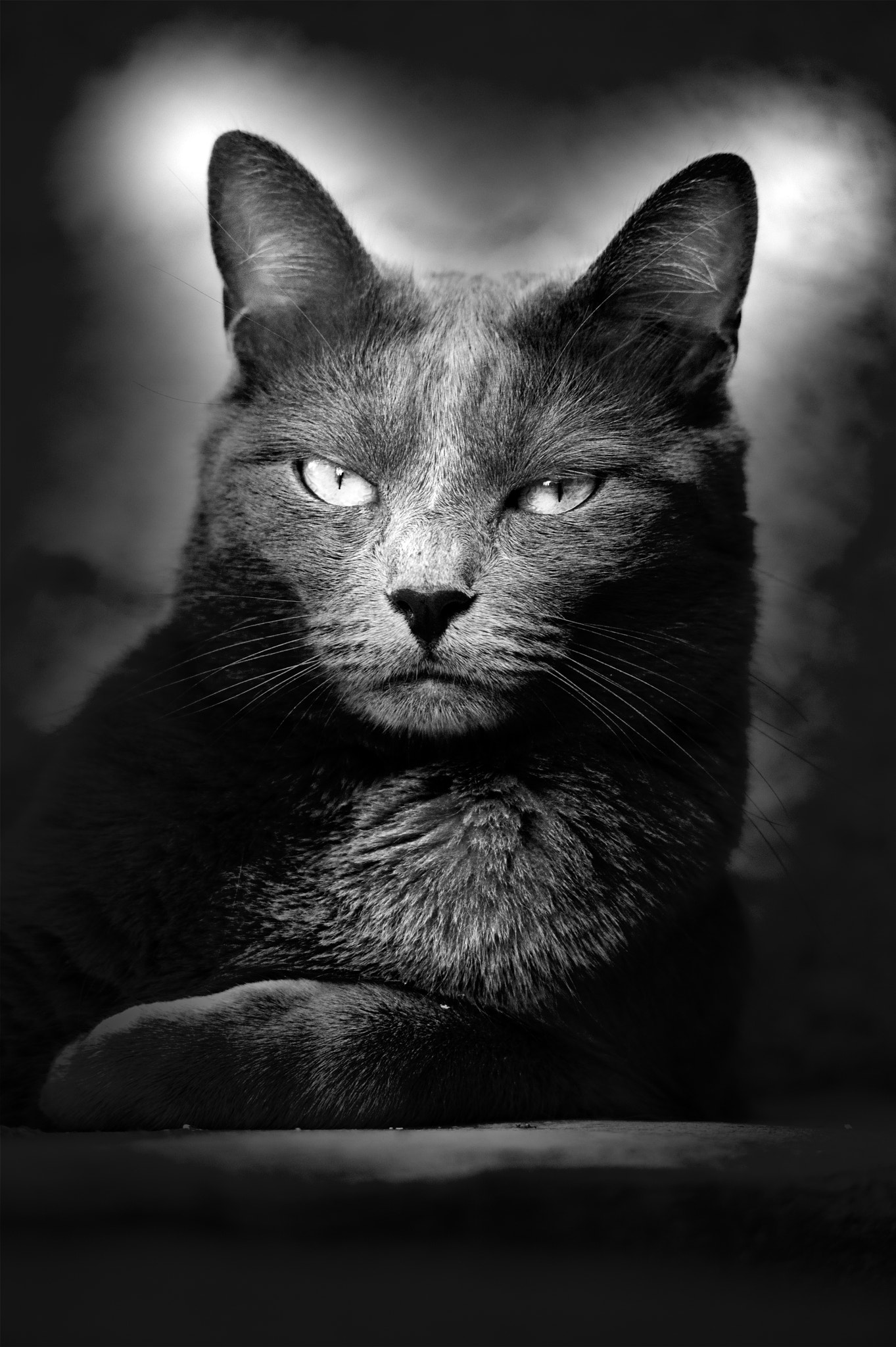 Nikon Df sample photo. Black cat photography