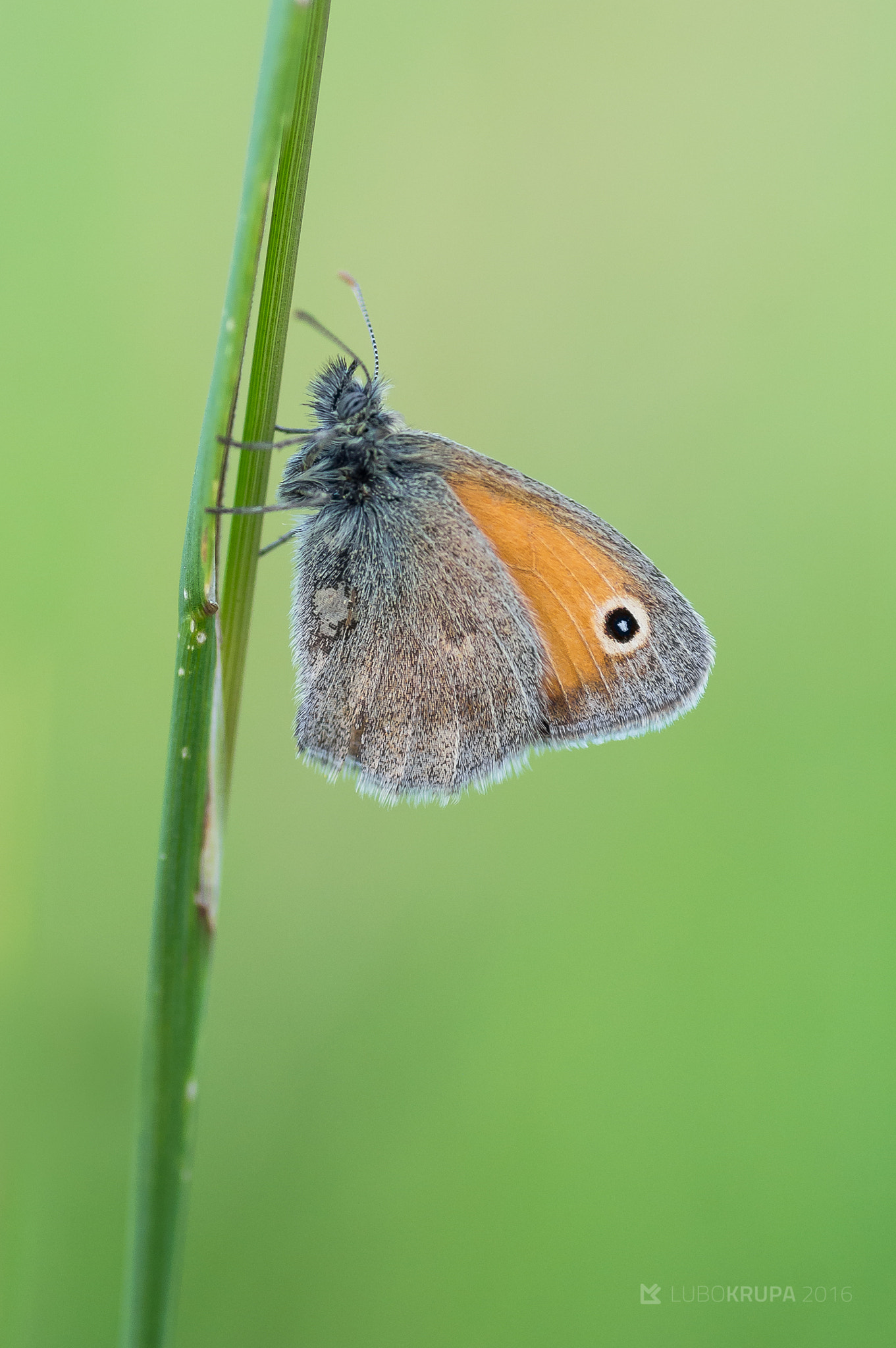 Pentax K-r + Tamron SP AF 90mm F2.8 Di Macro sample photo. Coenonympha pamphilus photography