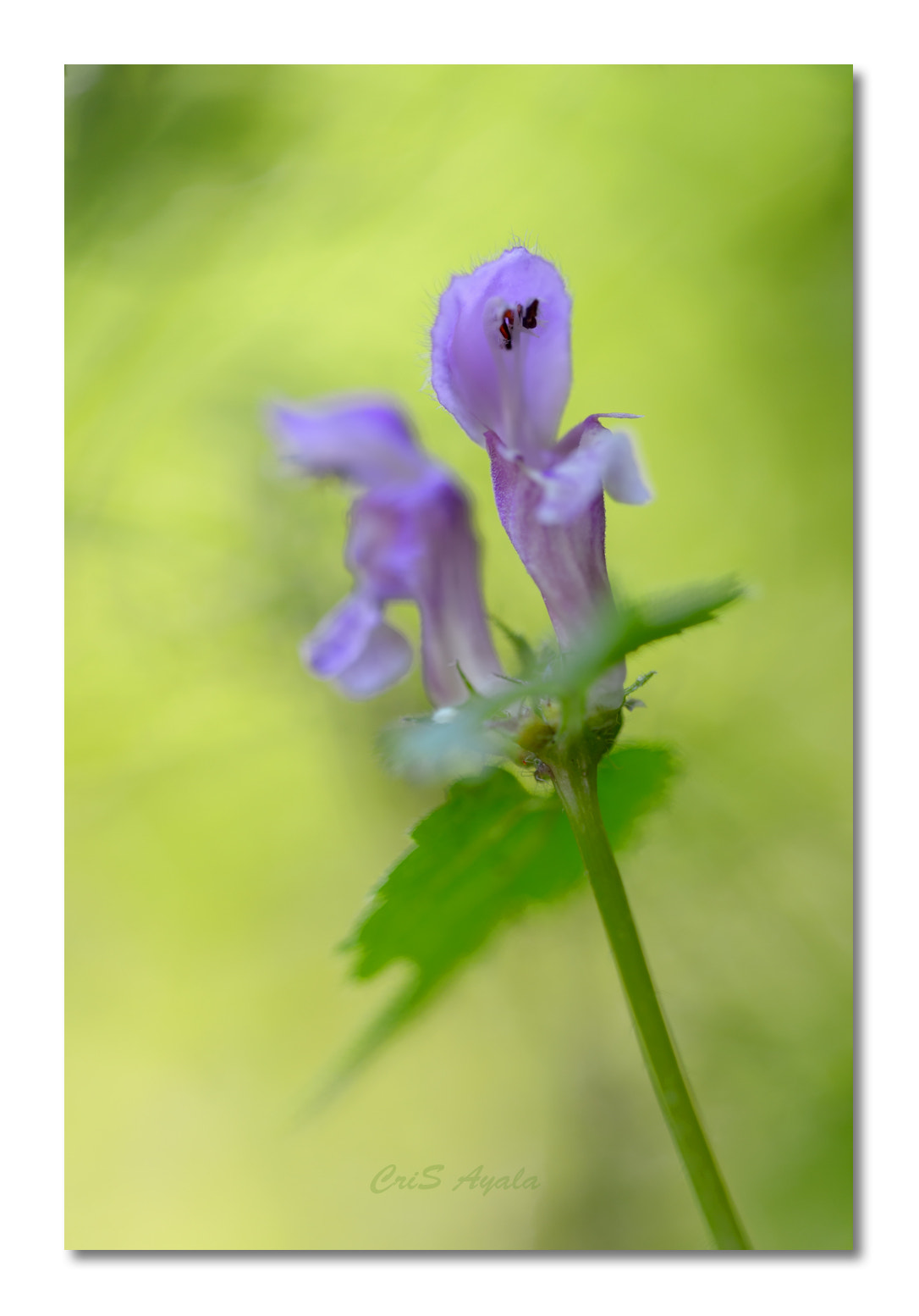 Nikon D4 sample photo. Nature is my religion photography