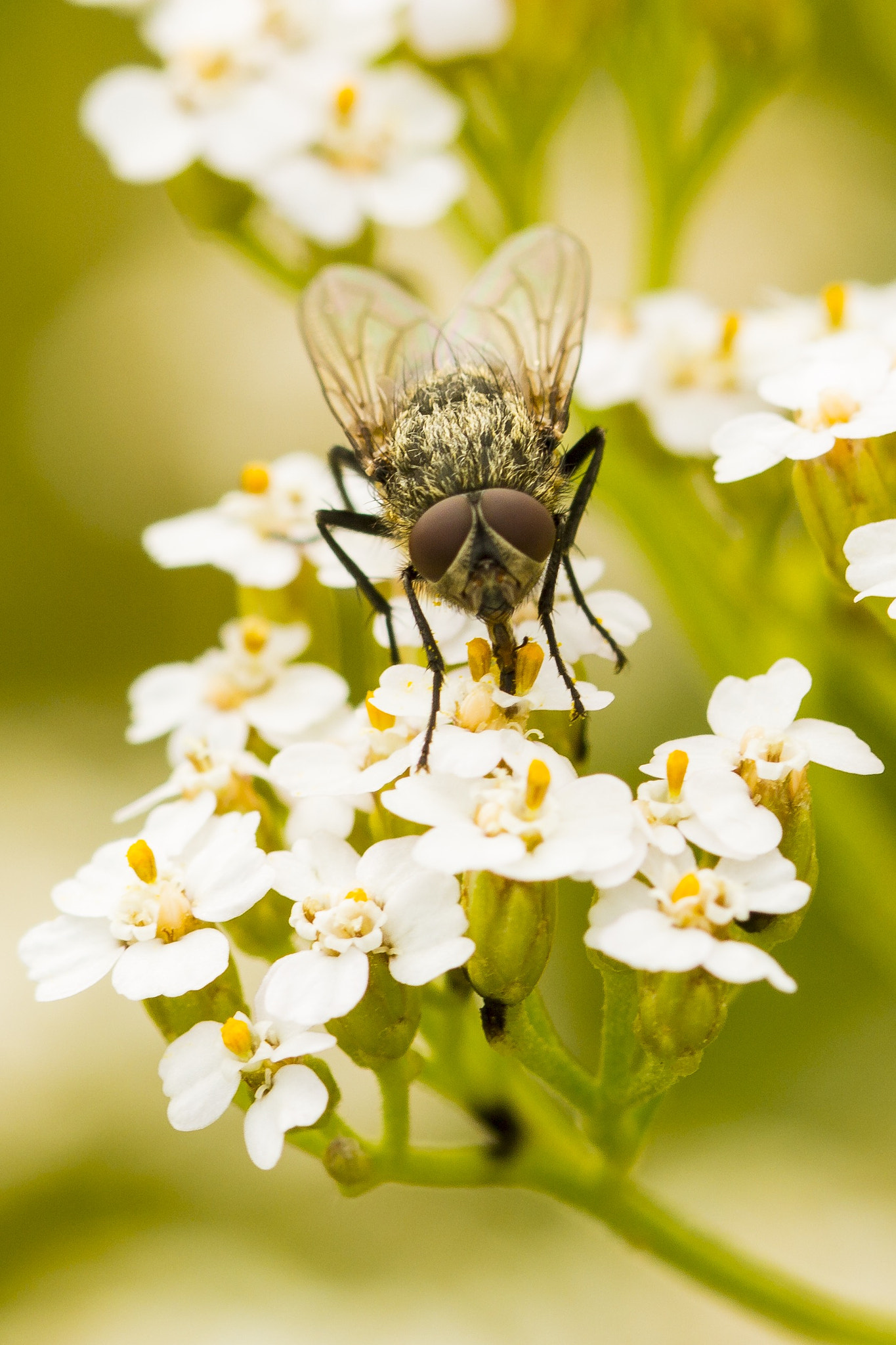 Sigma 105mm F2.8 EX DG OS HSM sample photo