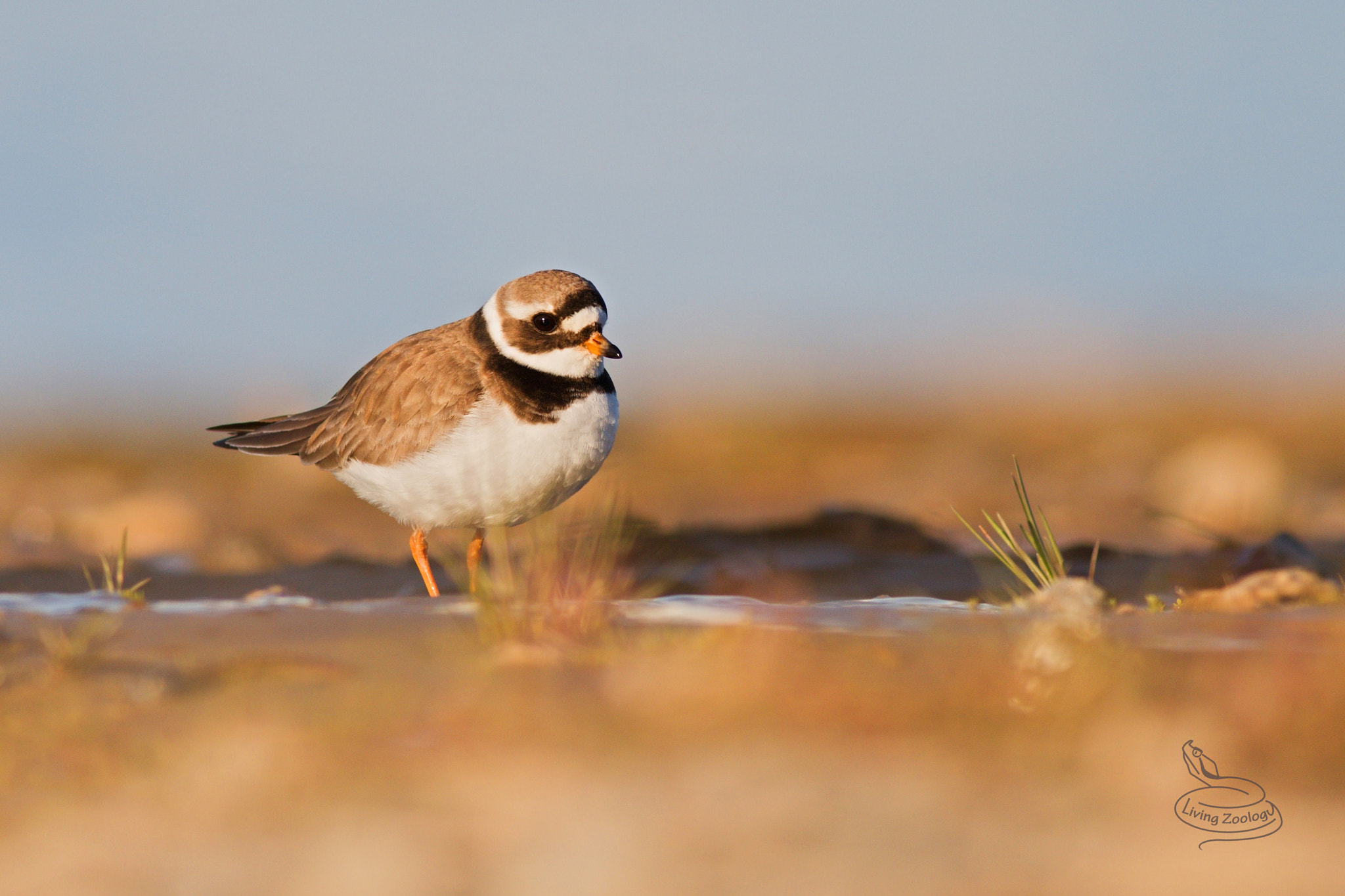 Canon EOS 70D sample photo. Common ringed plover (charadrius hiaticula) photography