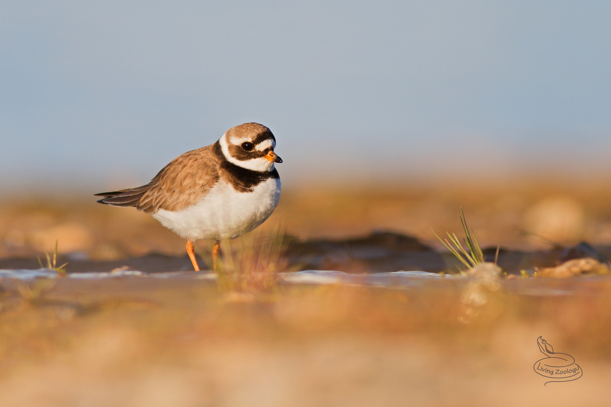 Canon EOS 70D + Canon EF 400mm F5.6L USM sample photo. Common ringed plover (charadrius hiaticula) photography