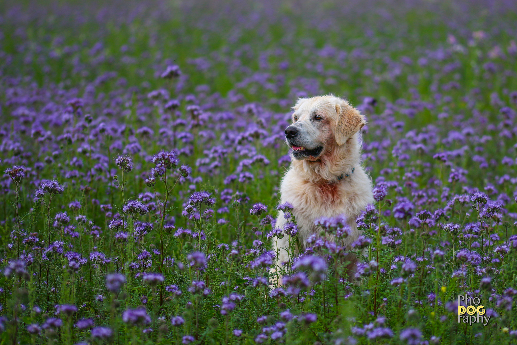 Sigma 105mm F2.8 EX DG OS HSM sample photo. Purple rain photography