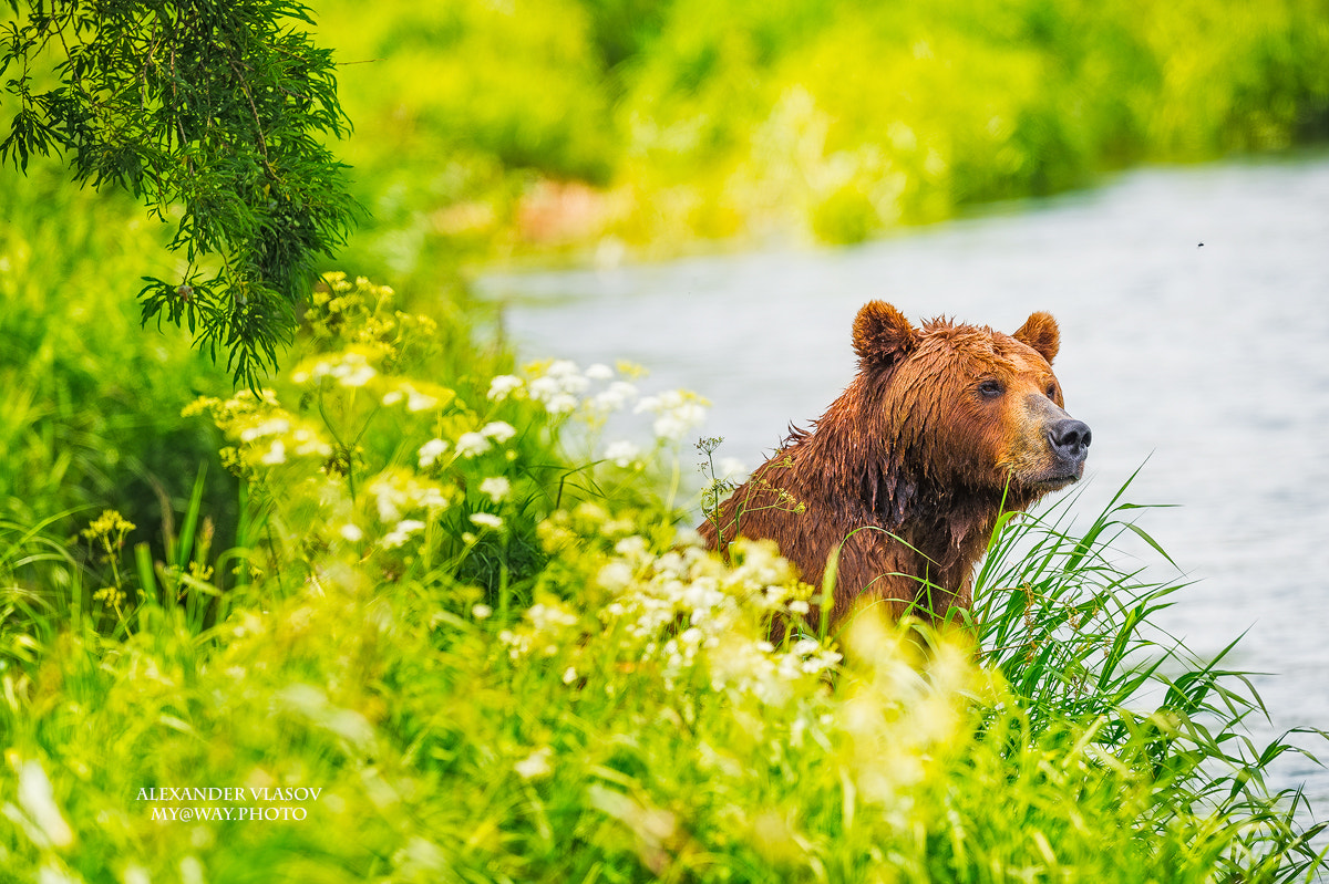 Nikon AF-S Nikkor 500mm F4E FL ED VR sample photo. Mother in flowers photography