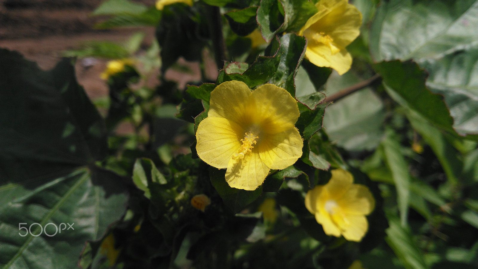 HUAWEI Che1-L04 sample photo. Yellow flower spreading its radiance in sunlight photography