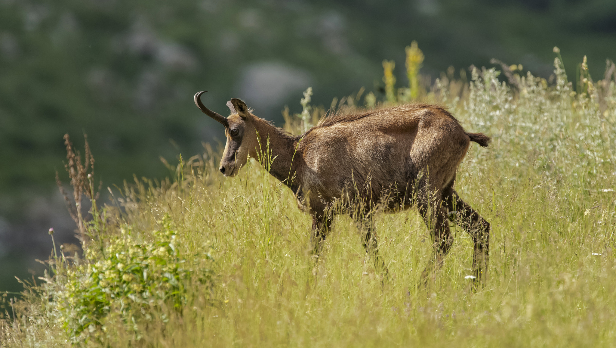 Sigma 150-600mm F5-6.3 DG OS HSM | C sample photo. Tr photography