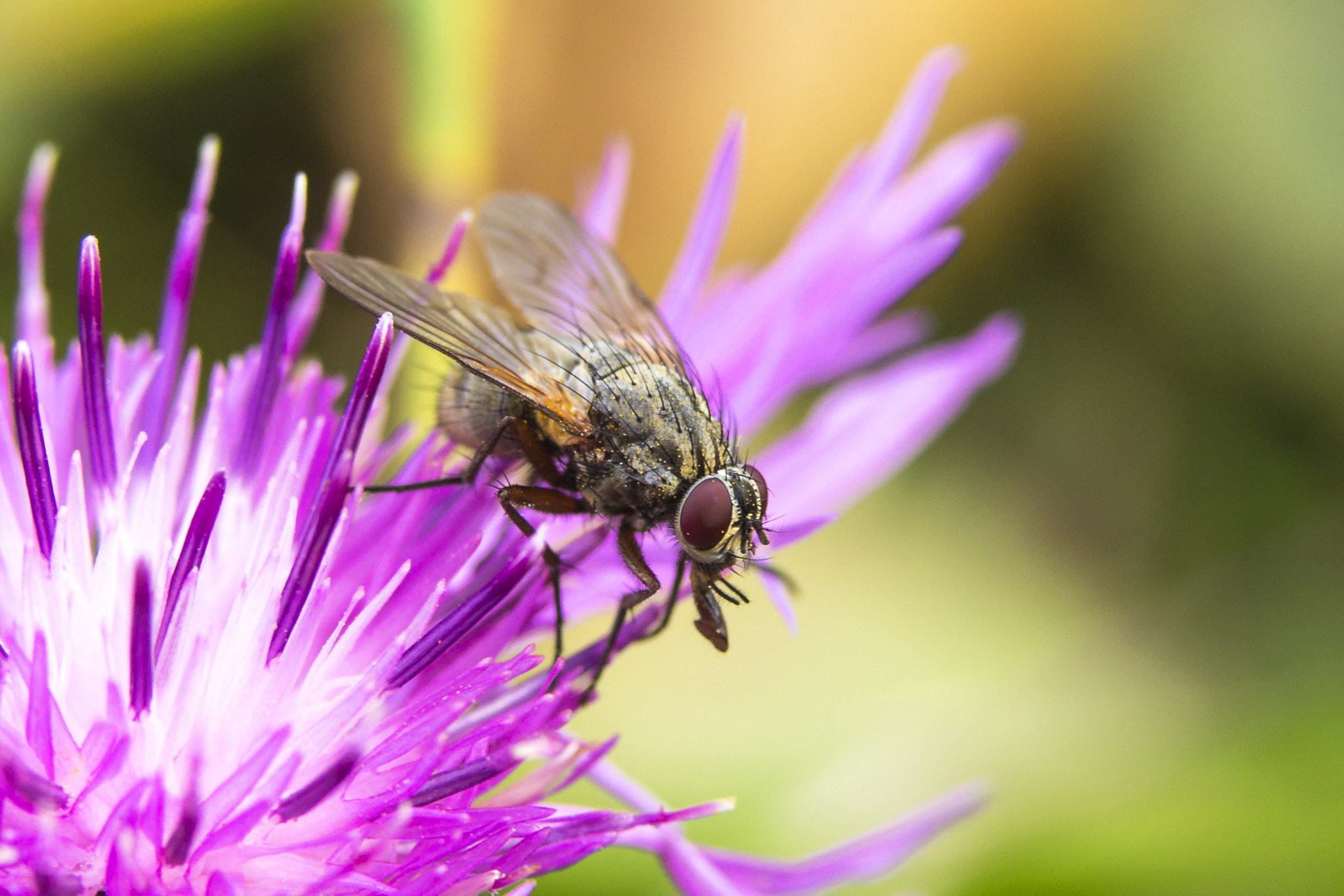 Sigma 105mm F2.8 EX DG OS HSM sample photo