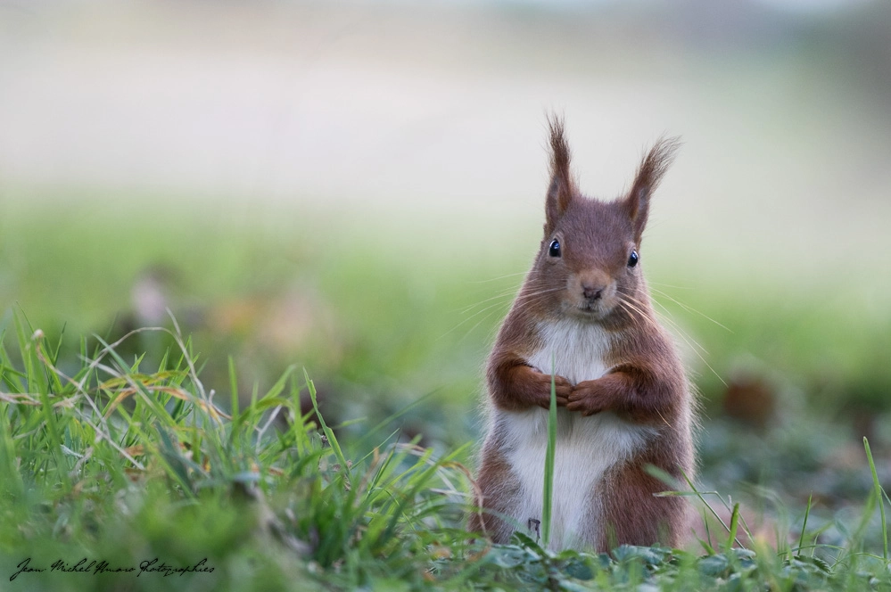 Pentax K-3 II sample photo. Please, give me a hazelnut ! photography