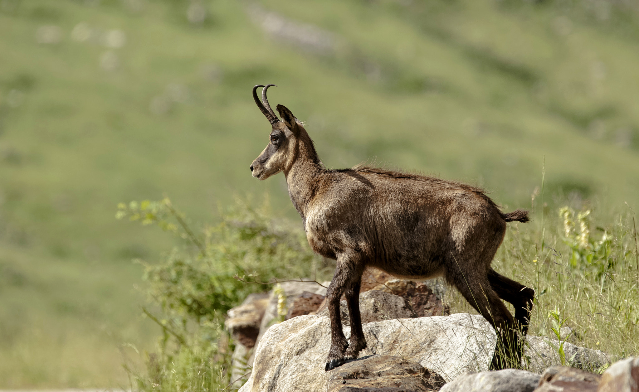 Sigma 150-600mm F5-6.3 DG OS HSM | C sample photo. Tr photography
