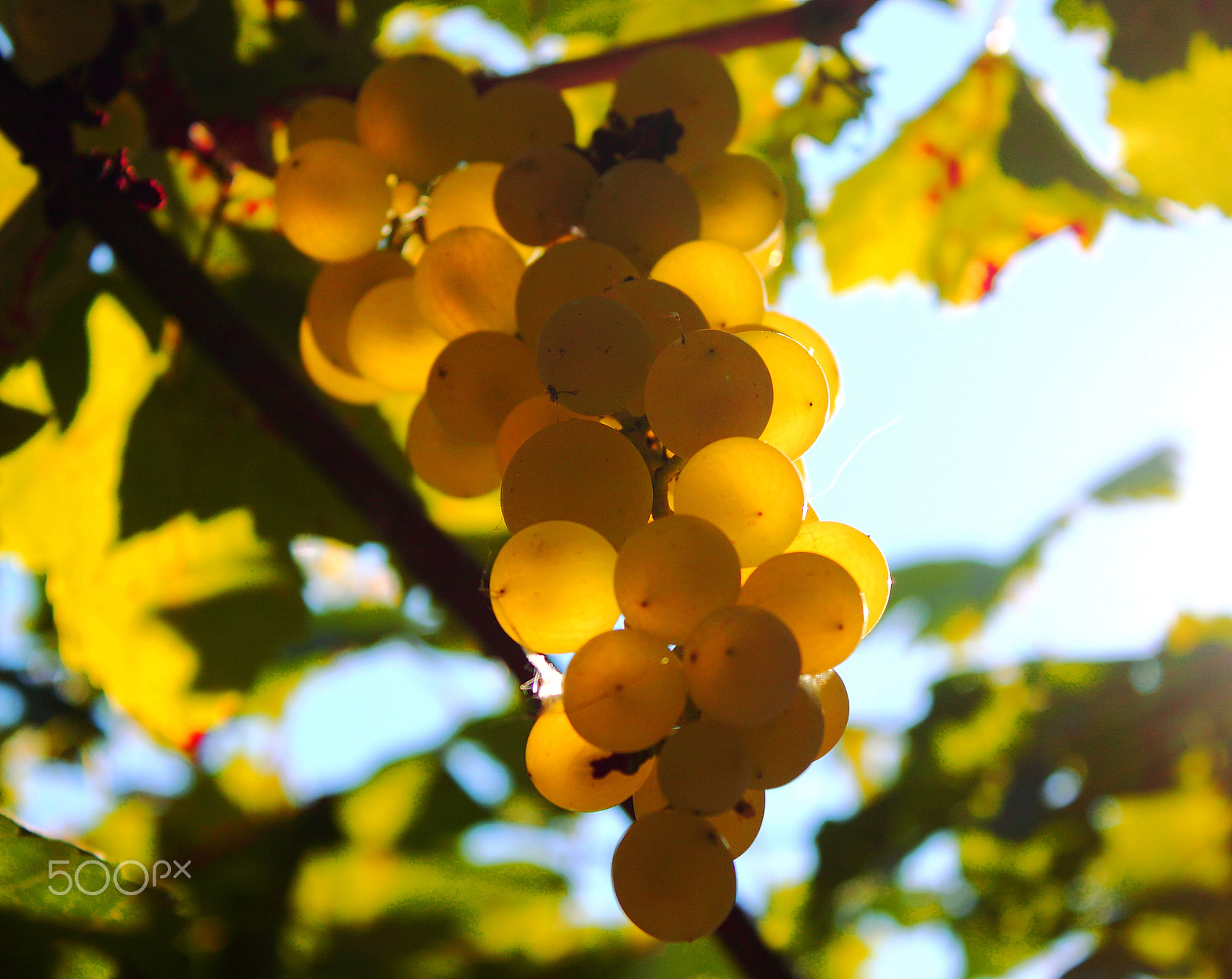 Canon EOS 500D (EOS Rebel T1i / EOS Kiss X3) + Canon EF-S 18-55mm F3.5-5.6 IS sample photo. Homegrown grapes... photography