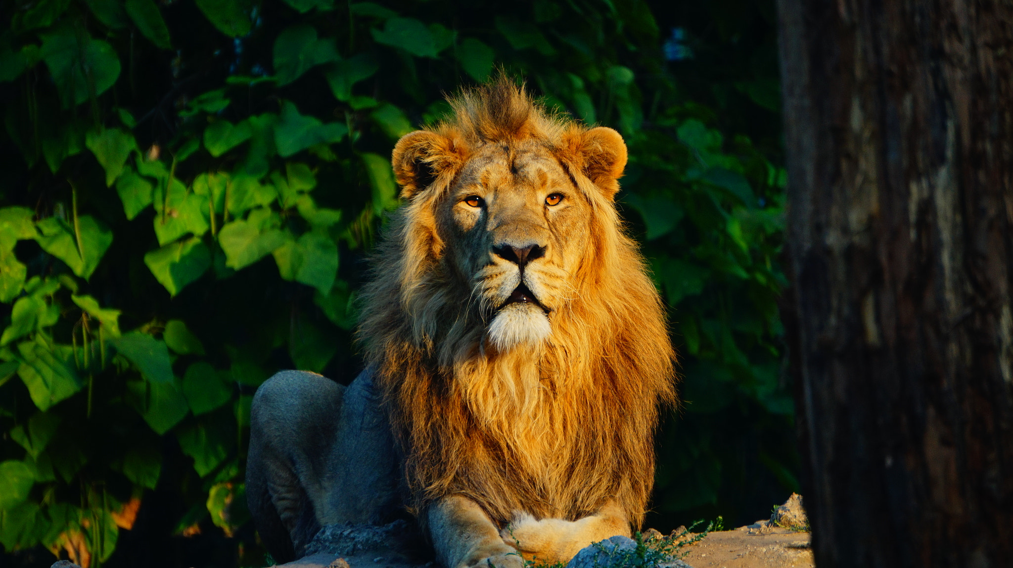 Sony E 55-210mm F4.5-6.3 OSS sample photo. King of beasts photography