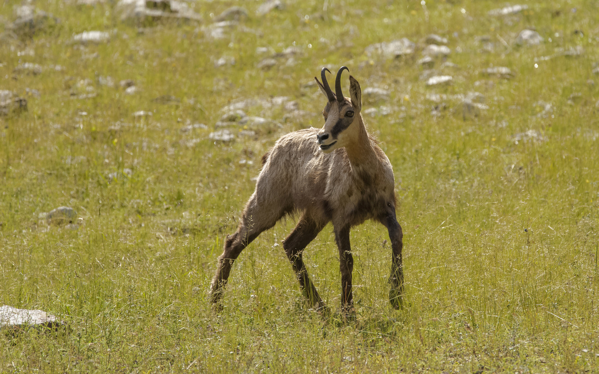 Sigma 150-600mm F5-6.3 DG OS HSM | C sample photo. Tr photography