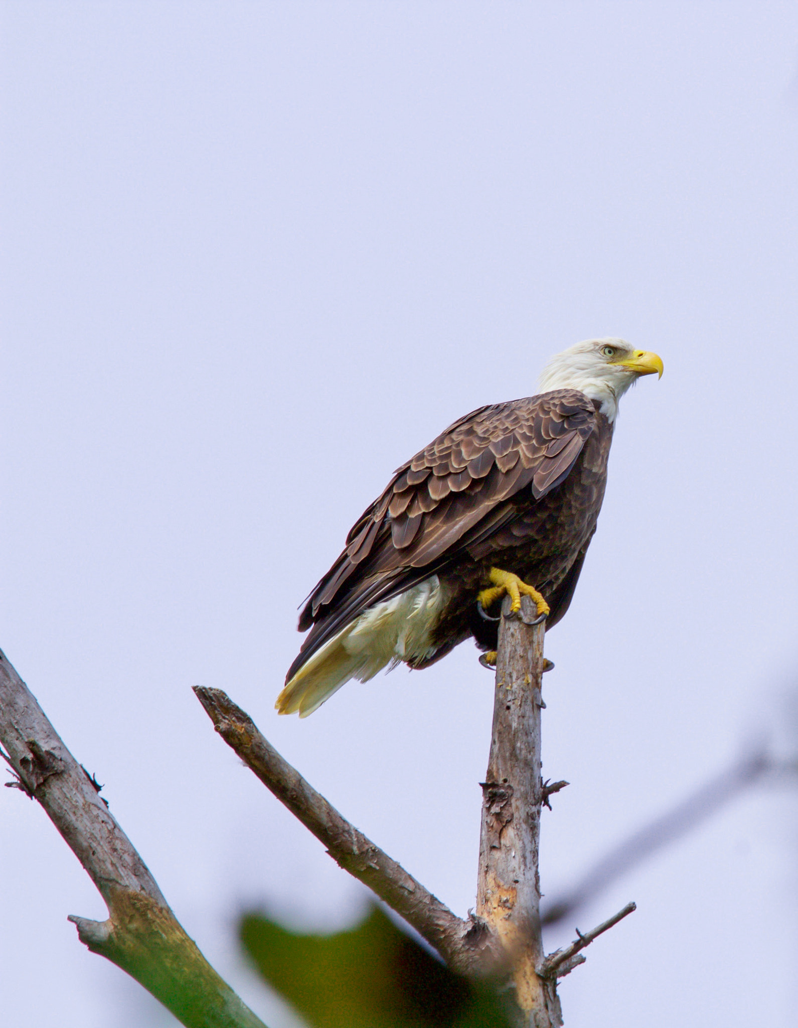 Sigma 150mm f/2.8 EX DG OS HSM APO Macro sample photo. American pride photography