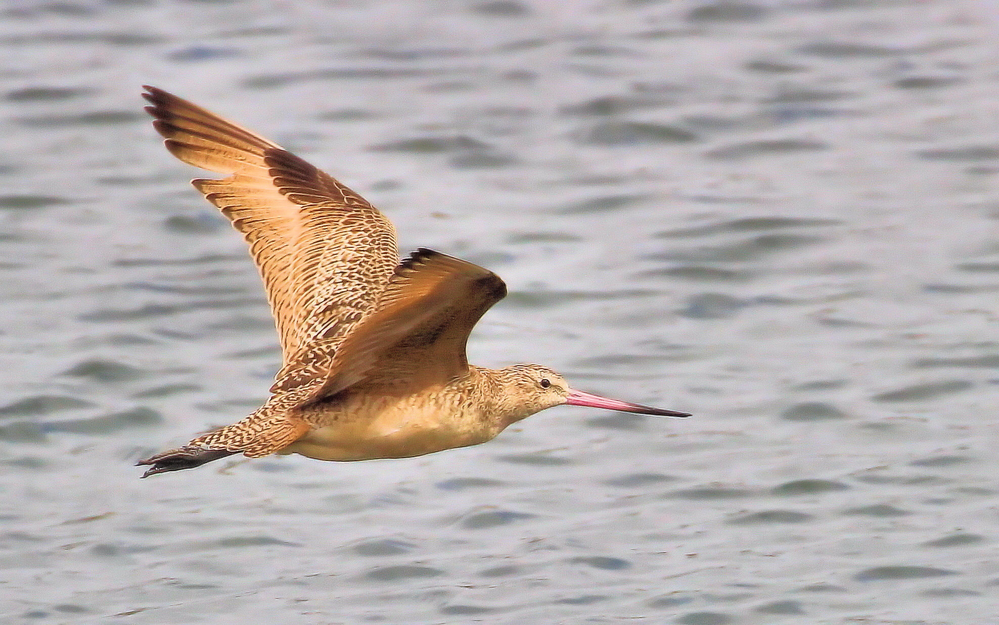 Canon EOS 100D (EOS Rebel SL1 / EOS Kiss X7) sample photo. Birds of bolsa chica photography