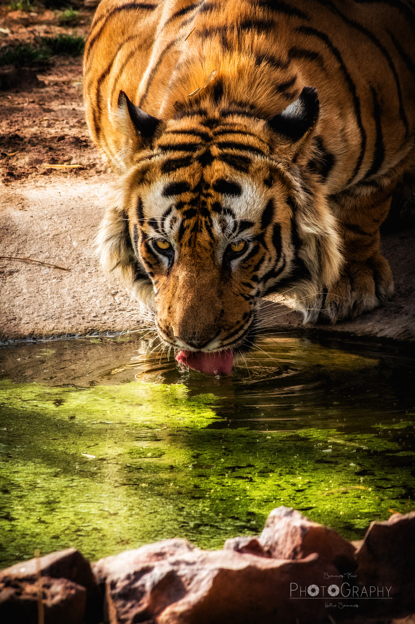 Pentax K-3 + Pentax smc DA* 60-250mm F4.0 ED (IF) SDM sample photo. Thirsty photography