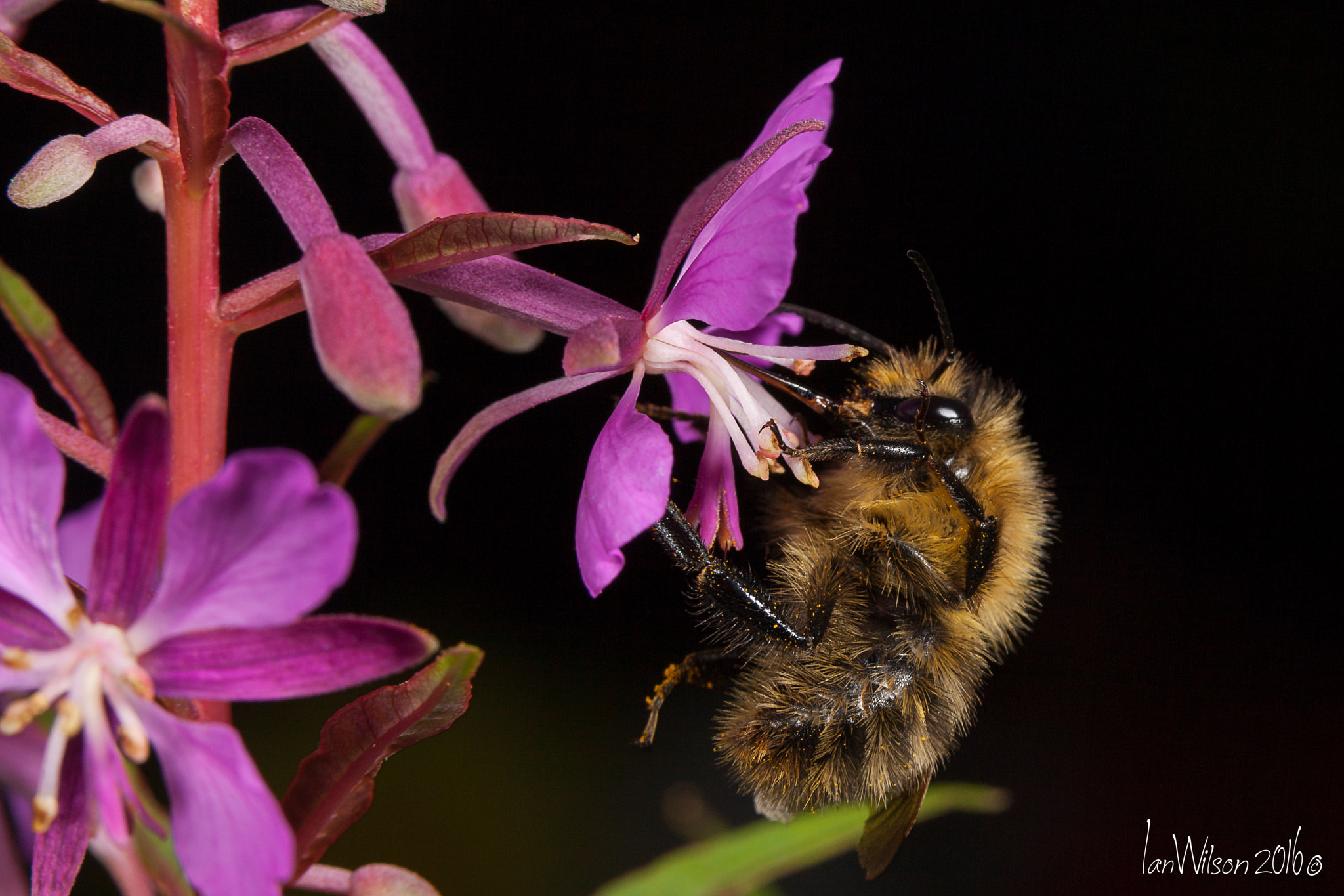 Sigma 105mm F2.8 EX DG OS HSM sample photo. Pollen hunter photography