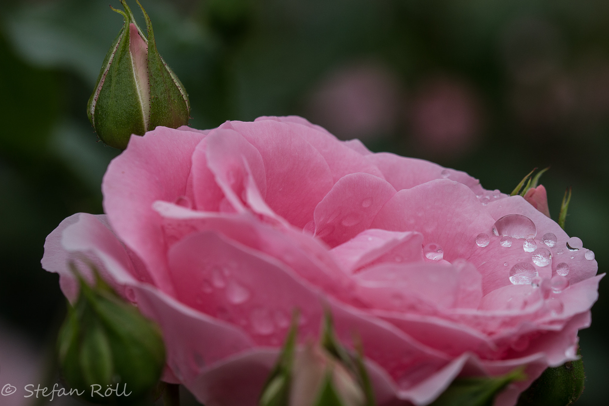 Sigma 105mm F2.8 EX DG OS HSM sample photo. Just a flower photography