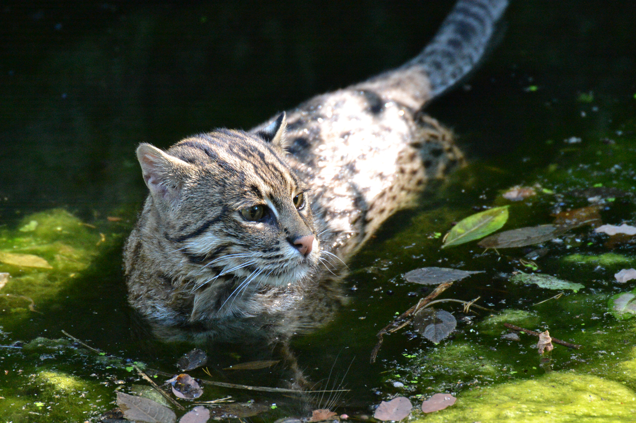 Nikon D3100 + Sigma 50-500mm F4.5-6.3 DG OS HSM sample photo. Fischkatze photography