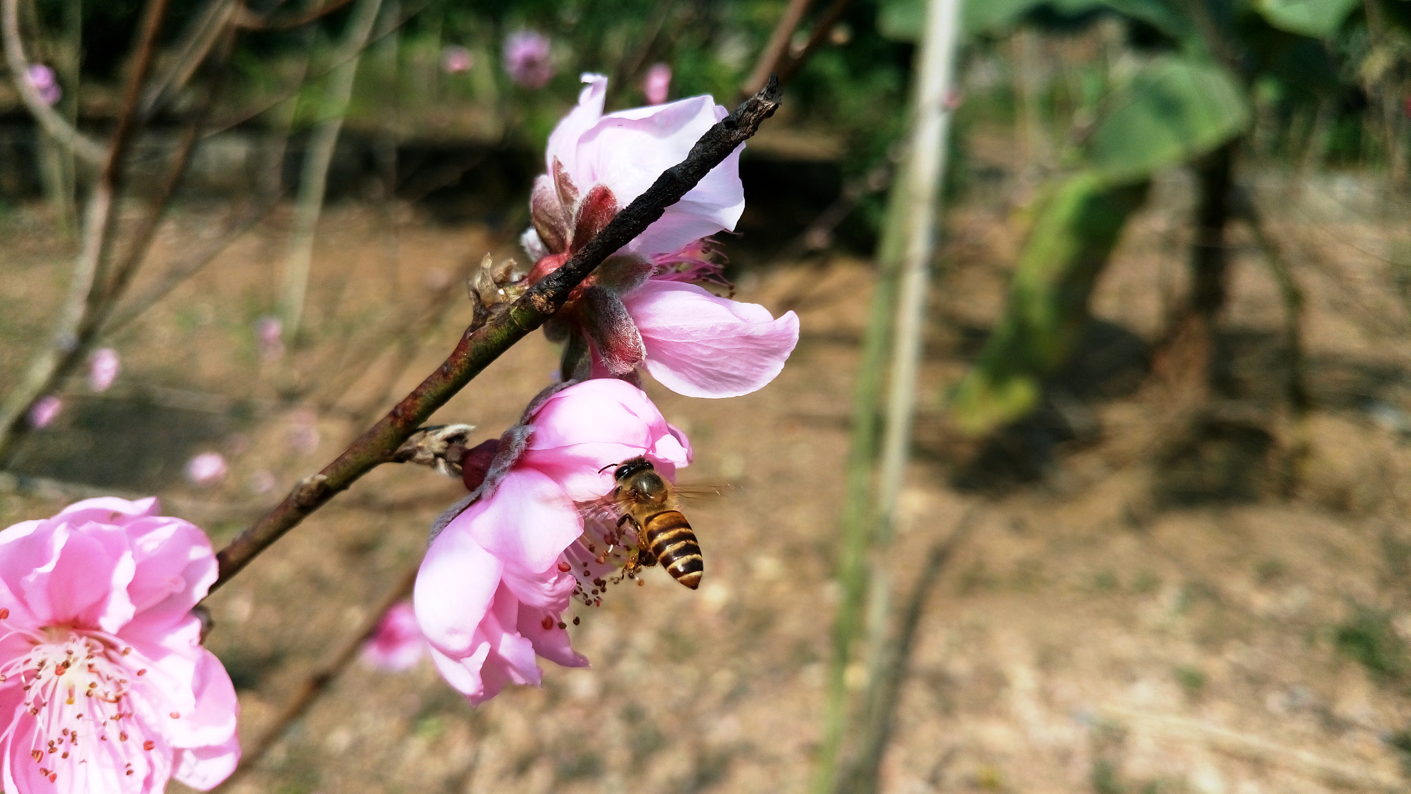 Sony Xperia M5 Dual sample photo. 24751366810.jpg photography