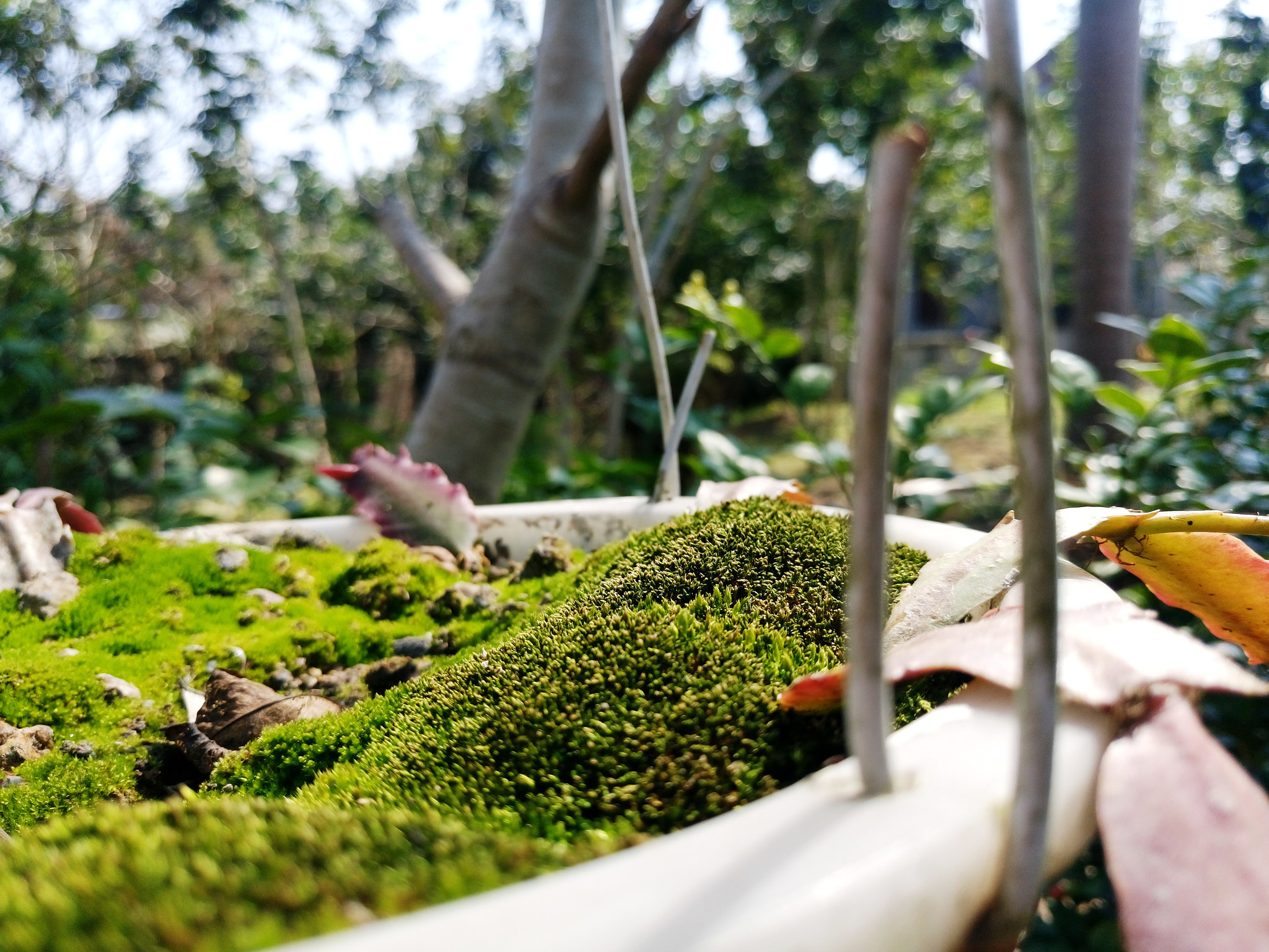 Sony Xperia M5 Dual sample photo. 24832152480.jpg photography