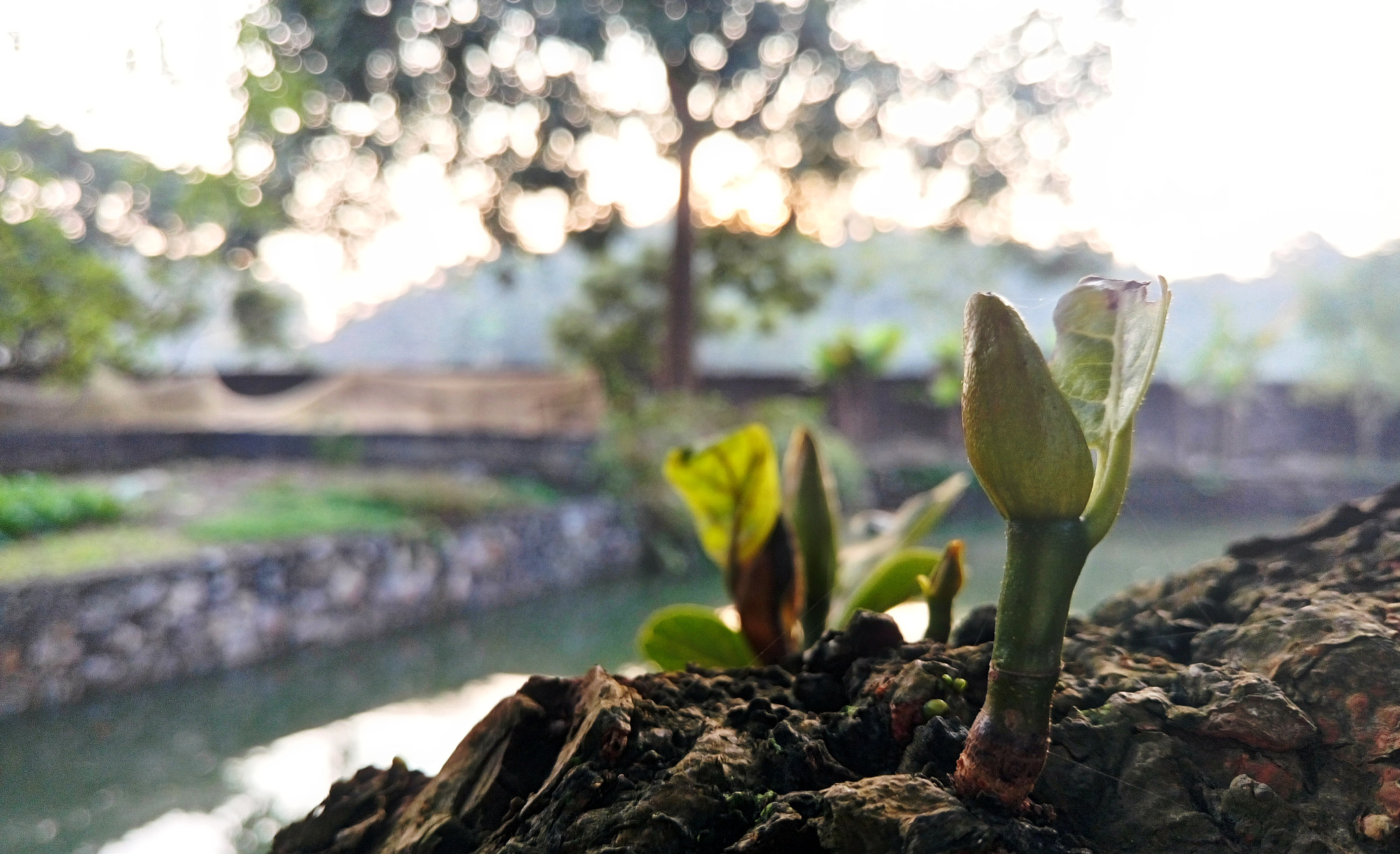 Sony Xperia M5 Dual sample photo. 24909383695.jpg photography