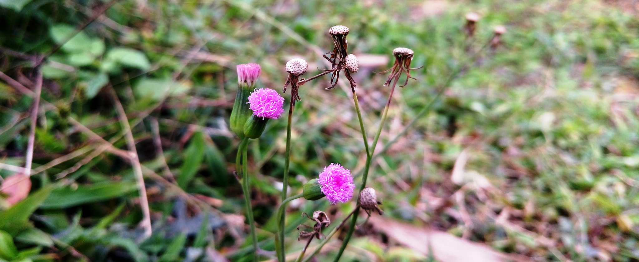 Sony Xperia M5 Dual sample photo. 25128170035.jpg photography