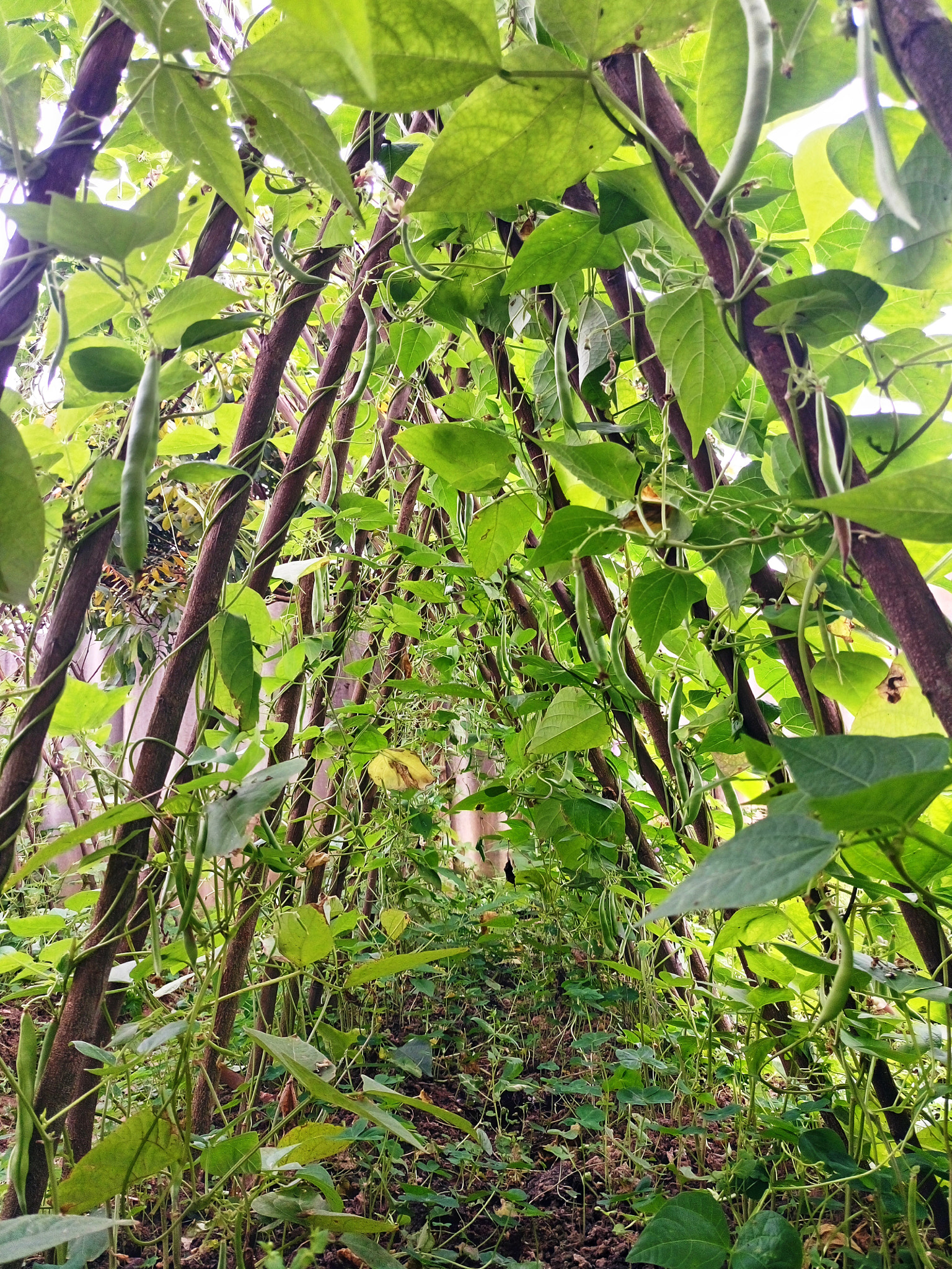 Sony Xperia M5 Dual sample photo. 25355519383.jpg photography