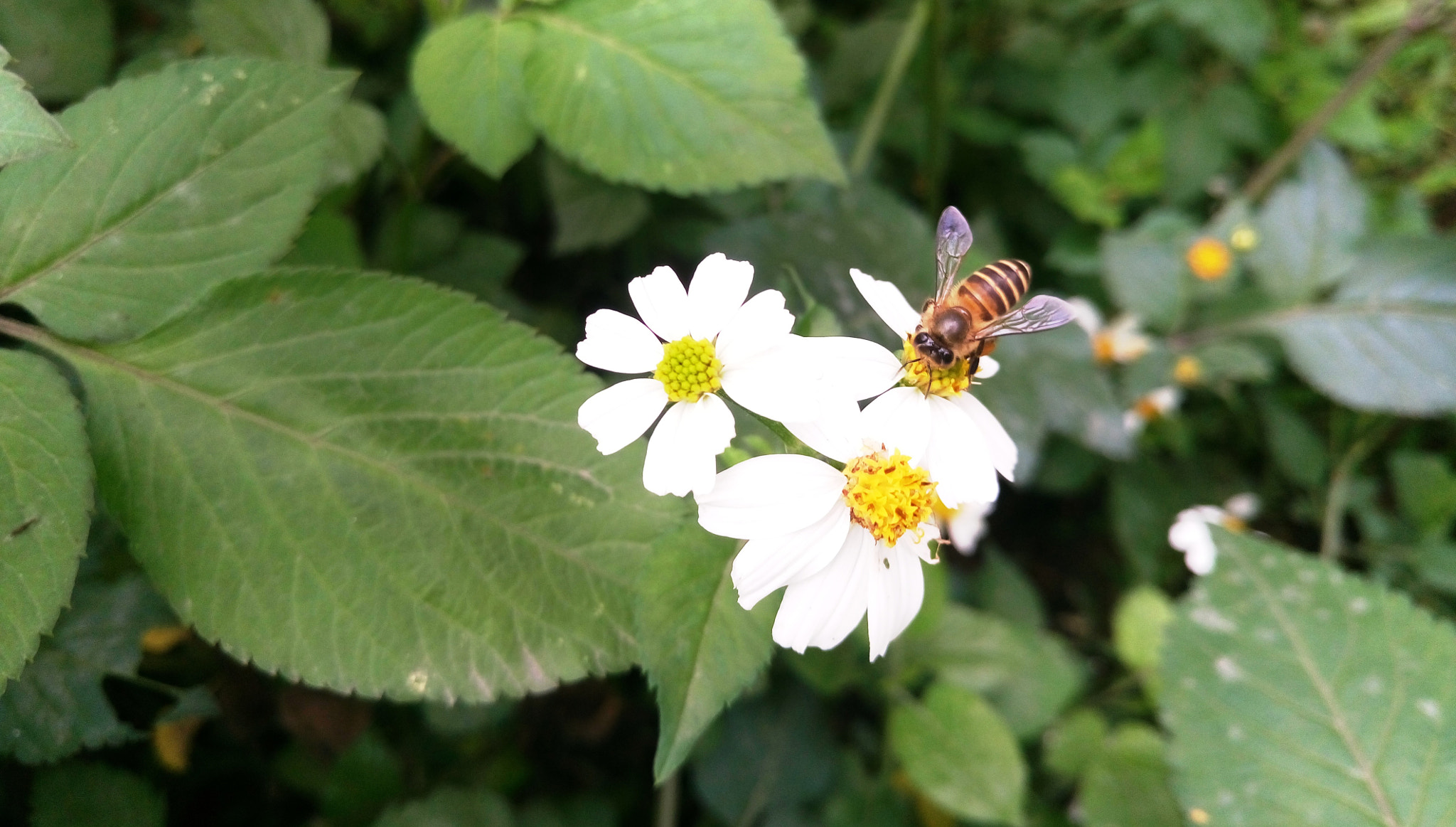 Sony Xperia M5 Dual sample photo. 25355524363.jpg photography