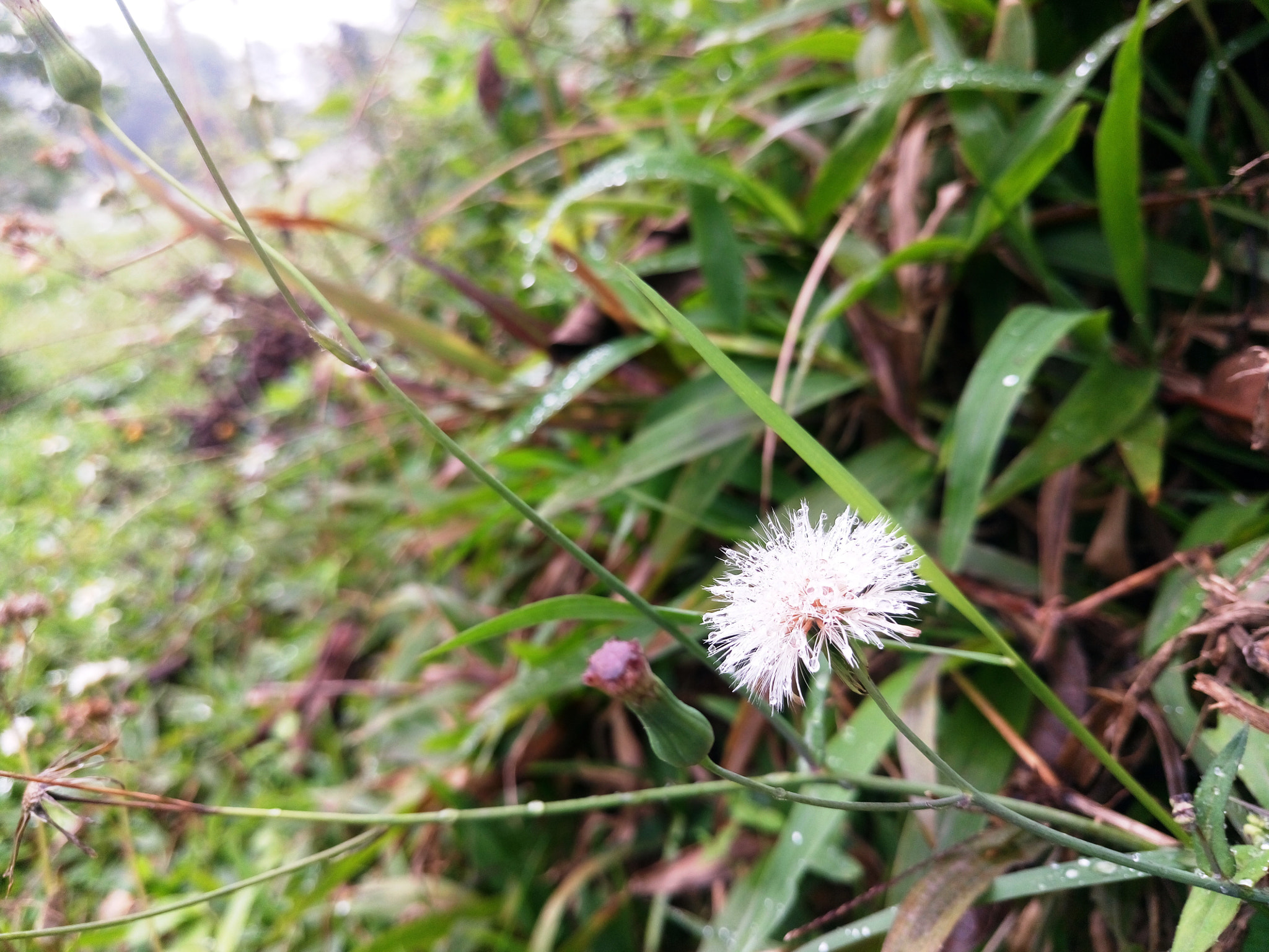 Sony Xperia M5 Dual sample photo. 25863436382.jpg photography