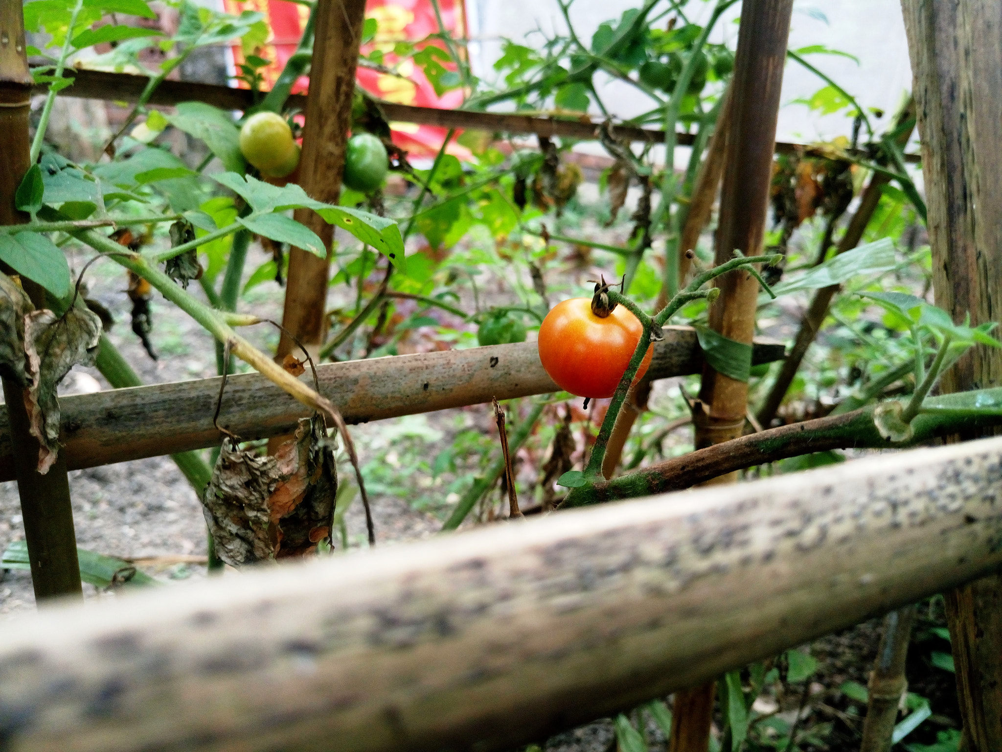 Sony Xperia M5 Dual sample photo. 26751488065.jpg photography