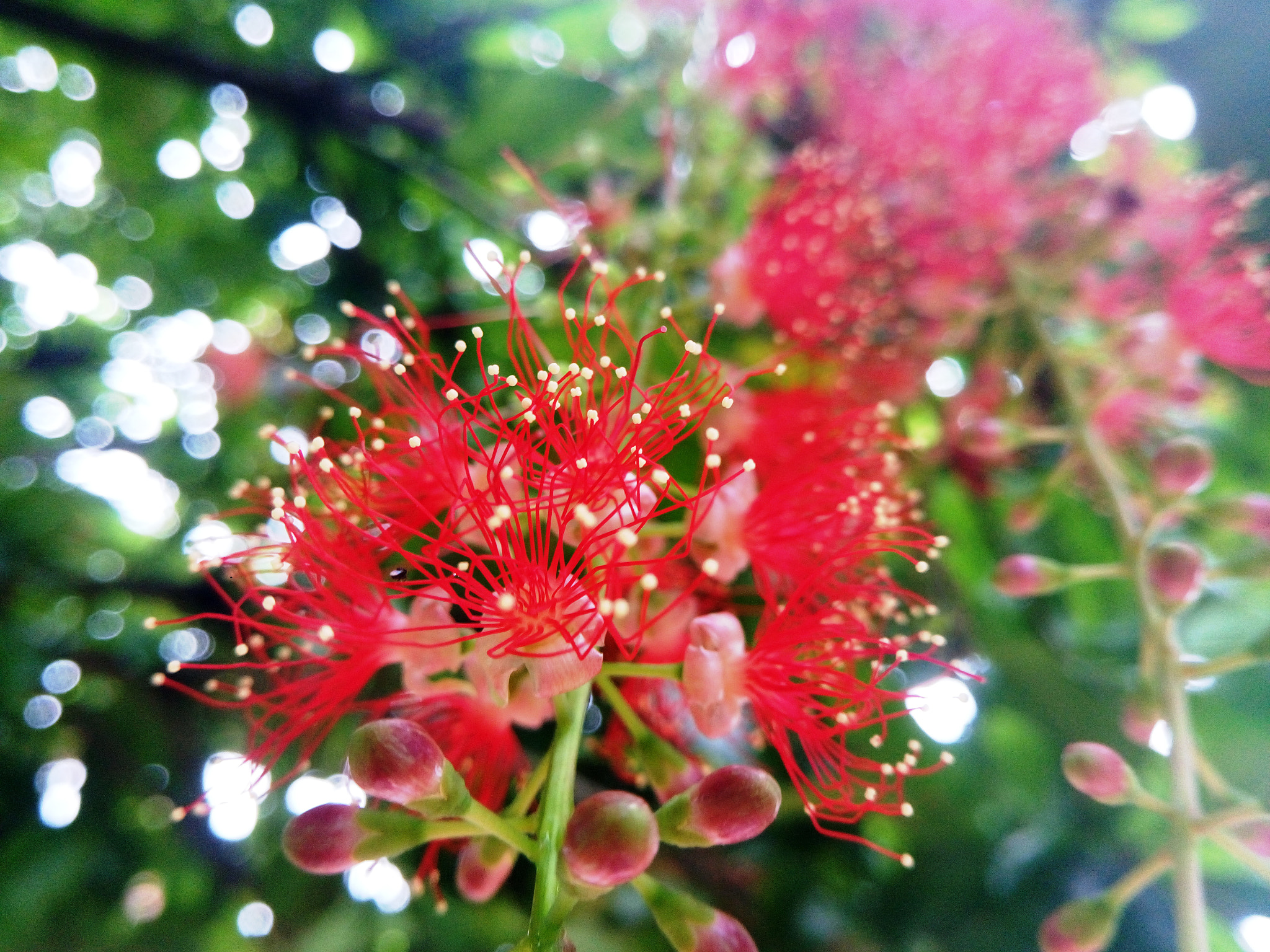 Sony Xperia M5 Dual sample photo. Freshwater mangrove flower photography