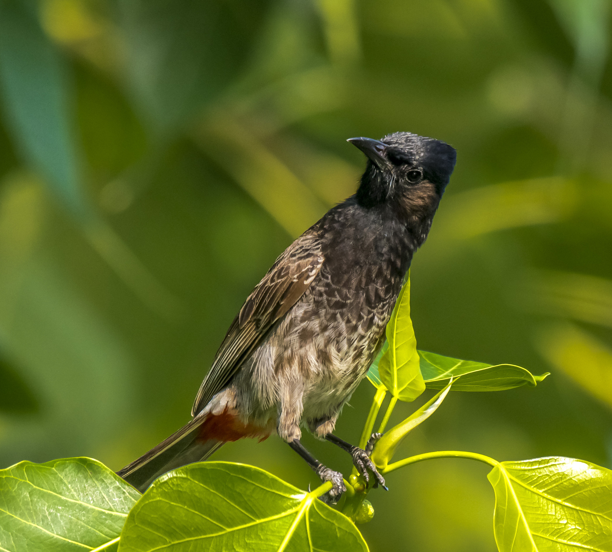 Nikon AF-S Nikkor 200-500mm F5.6E ED VR sample photo. A curious look photography