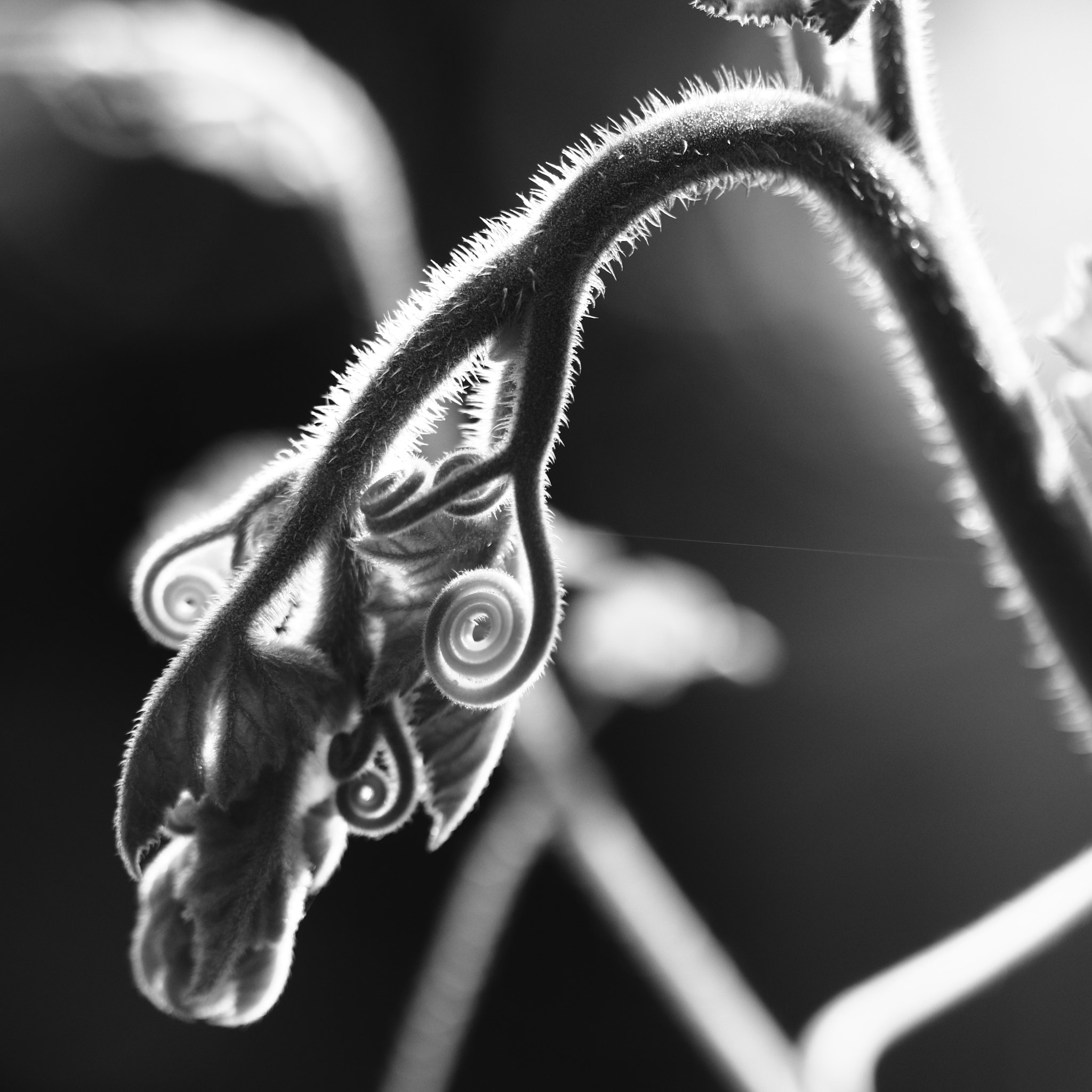 Canon EOS M3 sample photo. Glowing spirals photography