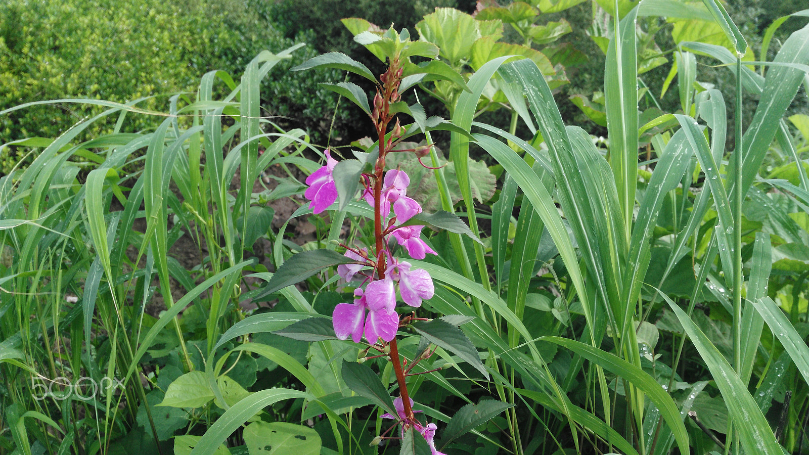 HUAWEI Che1-L04 sample photo. Pink flower standing in wilderness photography