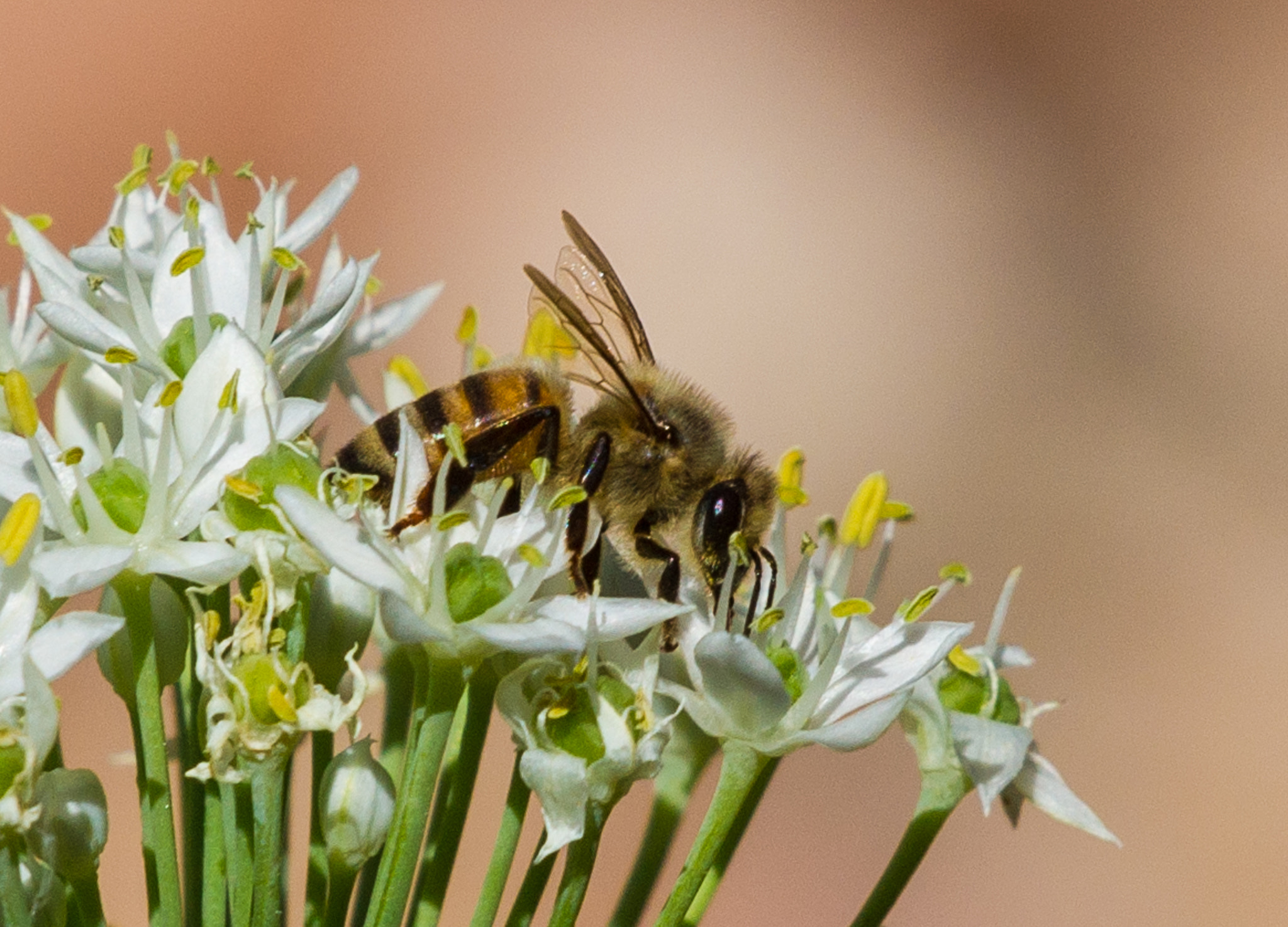 Sony Alpha DSLR-A850 sample photo. Backyard critters photography