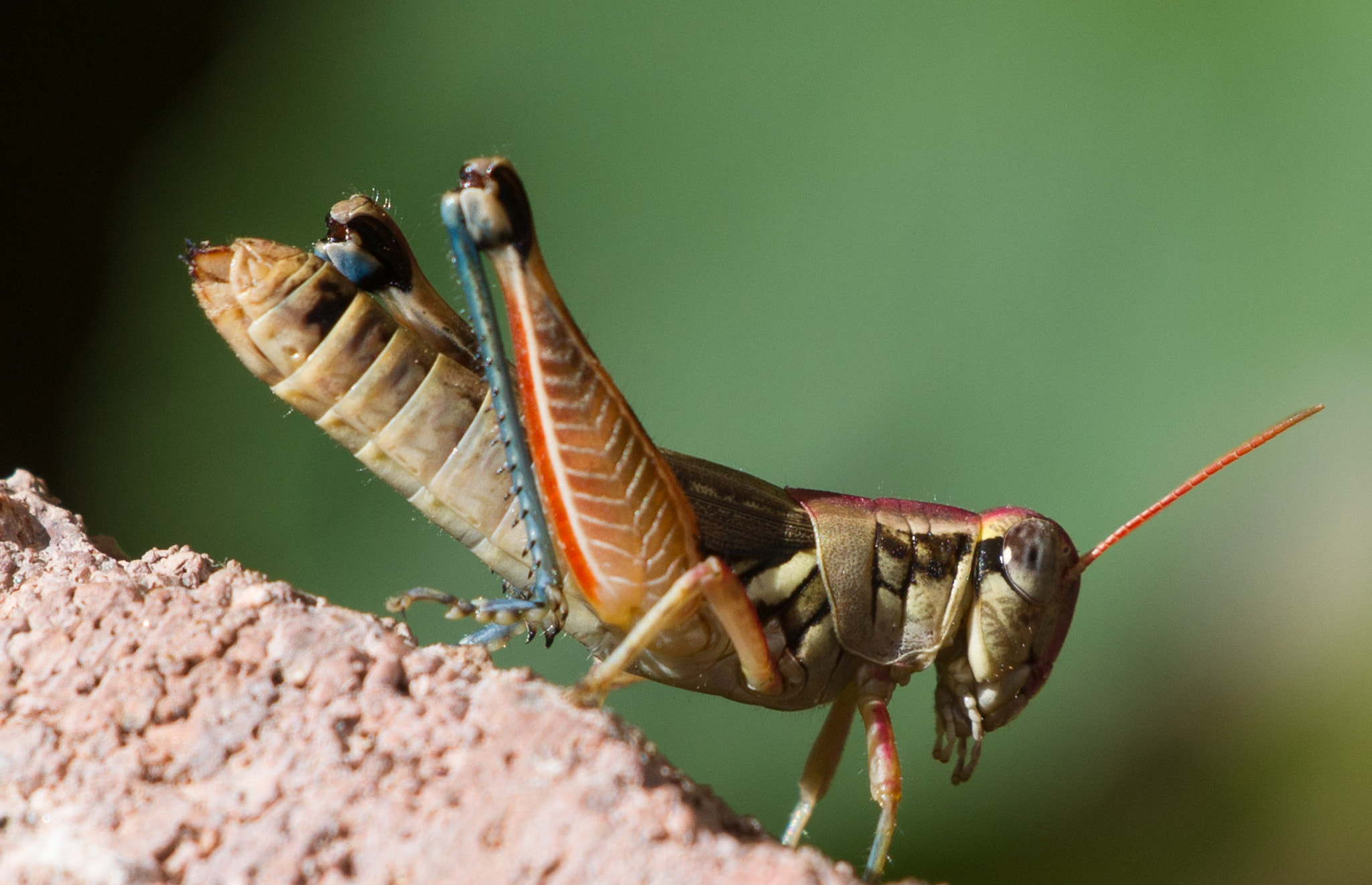 Sony Alpha DSLR-A850 + Sony 70-400mm F4-5.6 G SSM sample photo. Backyard critters photography