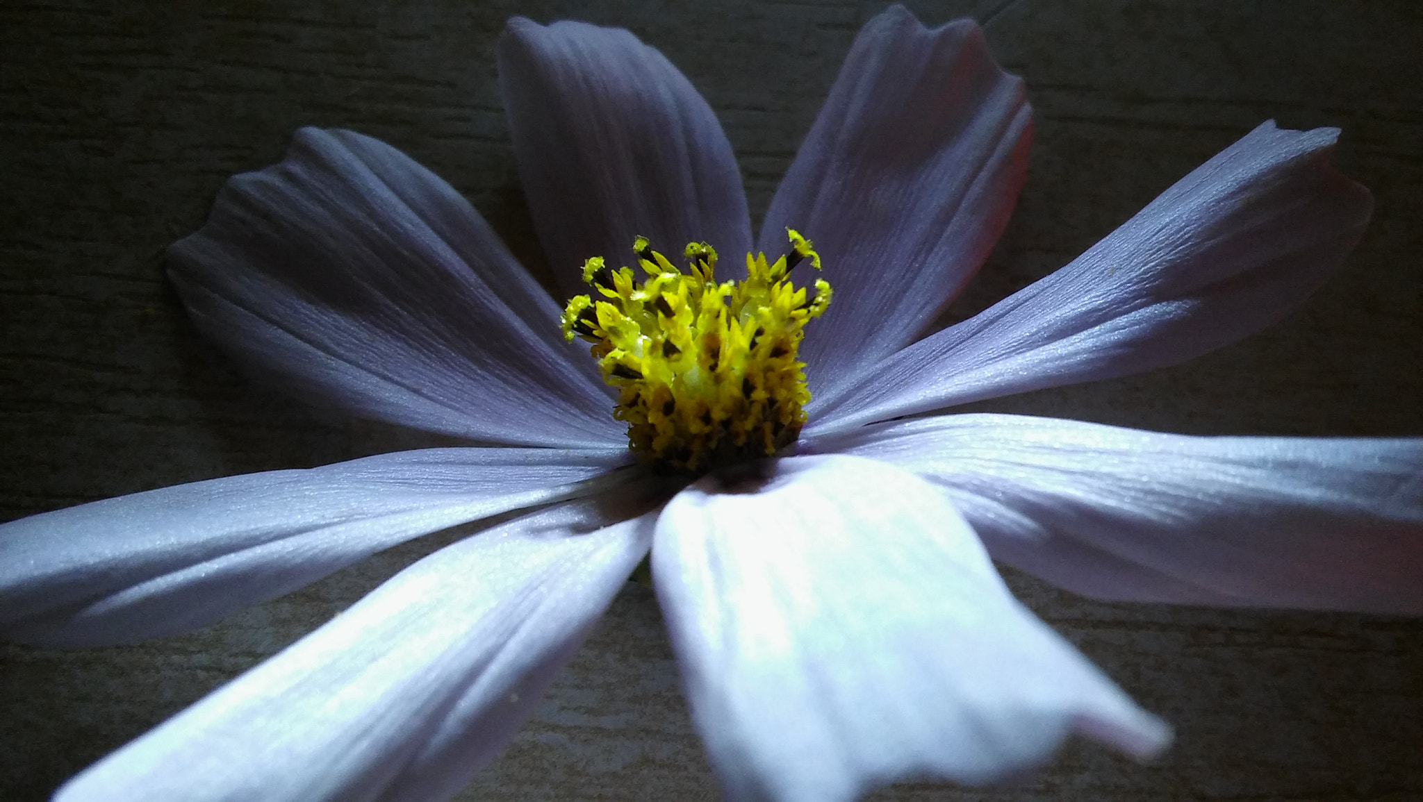 LG SPIRIT 4G LTE sample photo. White flower photography