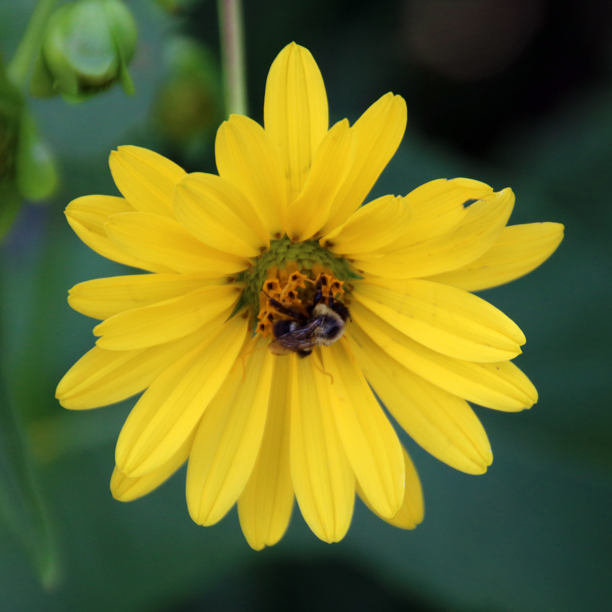 Sigma 18-250mm F3.5-6.3 DC OS HSM sample photo. Bee pollinating flower photography