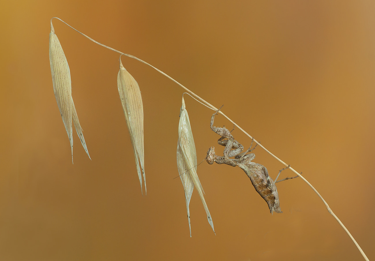 Canon EOS 50D + Tamron SP AF 90mm F2.8 Di Macro sample photo. Mantis photography