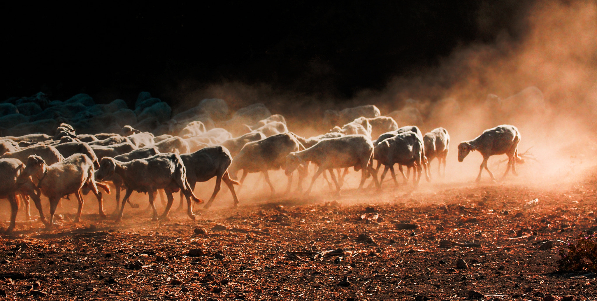 Nikon D40 sample photo. Sheeps photography